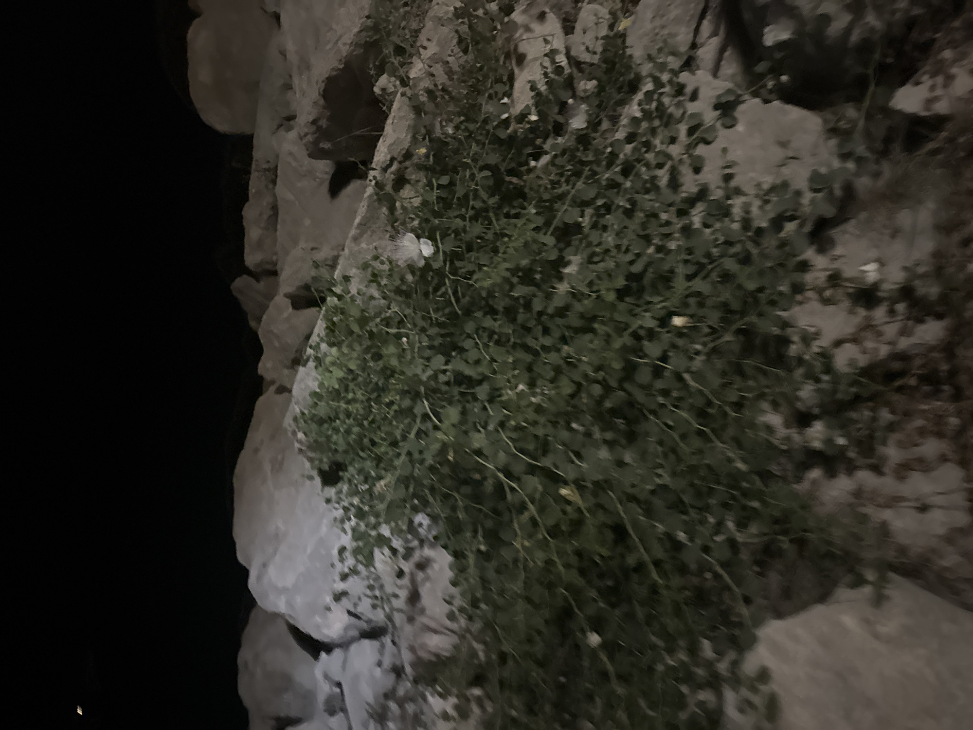The image shows a low-angle shot of large rocks and dense green foliage under a dark night sky. A few distant, faint lights are visible in the upper left quadrant of the sky. The rocks appear to be natural formations, possibly part of a coastal or mountainous terrain. The foliage is a thick, leafy bush or ground cover, with numerous small green leaves and thin branches. The lighting suggests the scene is illuminated by artificial light sources not directly visible in the frame, creating strong shadows and highlighting the textures of the rocks and plants. The overall impression is one of a natural outdoor environment at night. The location provided, Agios Tychona Community, Cyprus, suggests this scene might be a natural area within or near this region, potentially a park, a rocky coastline, or a natural reserve.