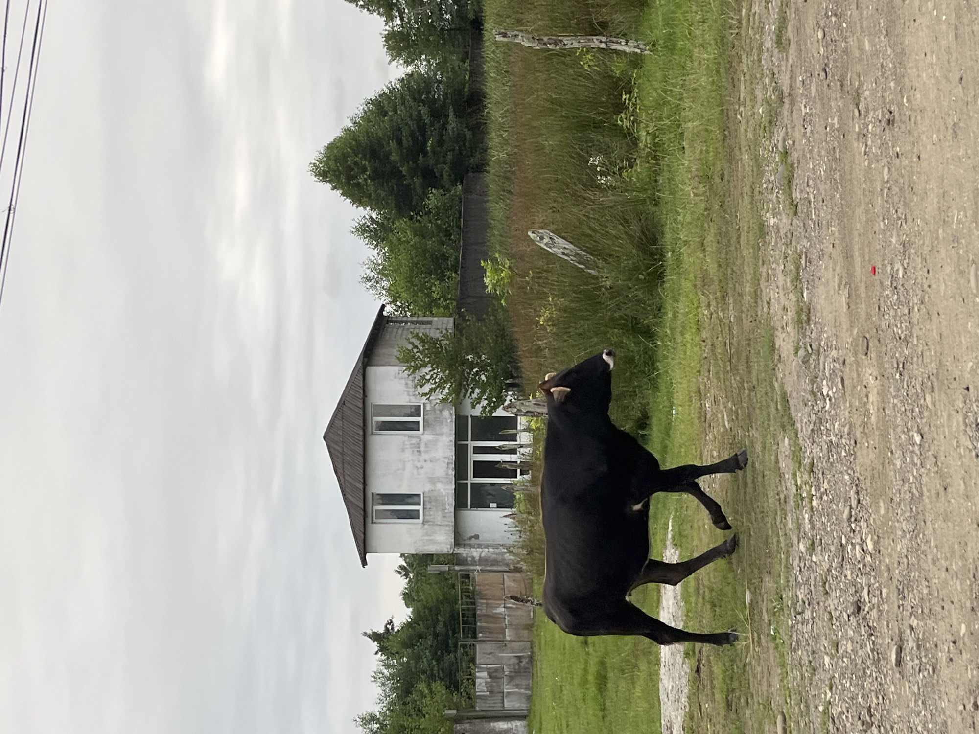 A black cow is walking on a dirt road in front of a two-story white house with a brown roof. The house has several windows, including a large glass door on the ground floor. In the background, there are green trees, a fence, and a field of tall grass. The sky is overcast.
