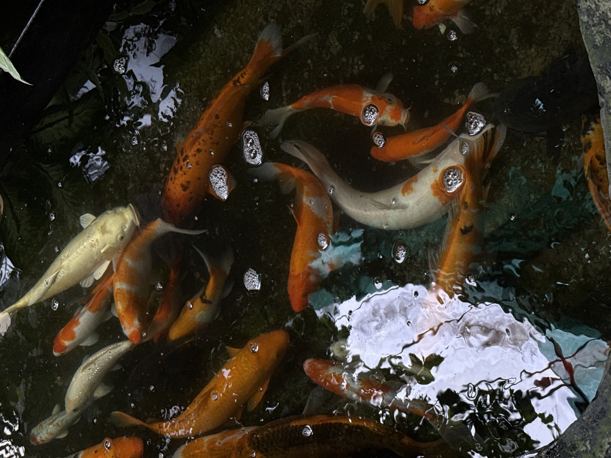 A high-angle shot shows a cluster of koi fish swimming in a pond. The fish are a mix of orange, white, and patterned coloration. Bubbles are visible on the surface of the water, and reflections distort the image. The pond appears to be located outdoors, with plant life and edge materials visible. There are no people visible in the image. The location is not discernible from the image.