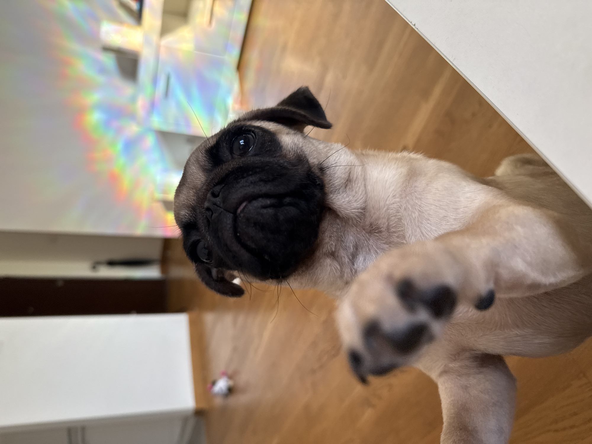 A pug puppy is standing on its hind legs with its front paws raised and extended towards the camera. The puppy's face is close to the camera, showing its black snout, wrinkled forehead, and dark eyes. In the background, a wooden floor is visible, with a white cabinet and a wall with rainbow-colored light reflections. A small toy can be seen on the floor in the distance. The overall lighting is bright, with the rainbow reflections creating a vibrant and colorful atmosphere.