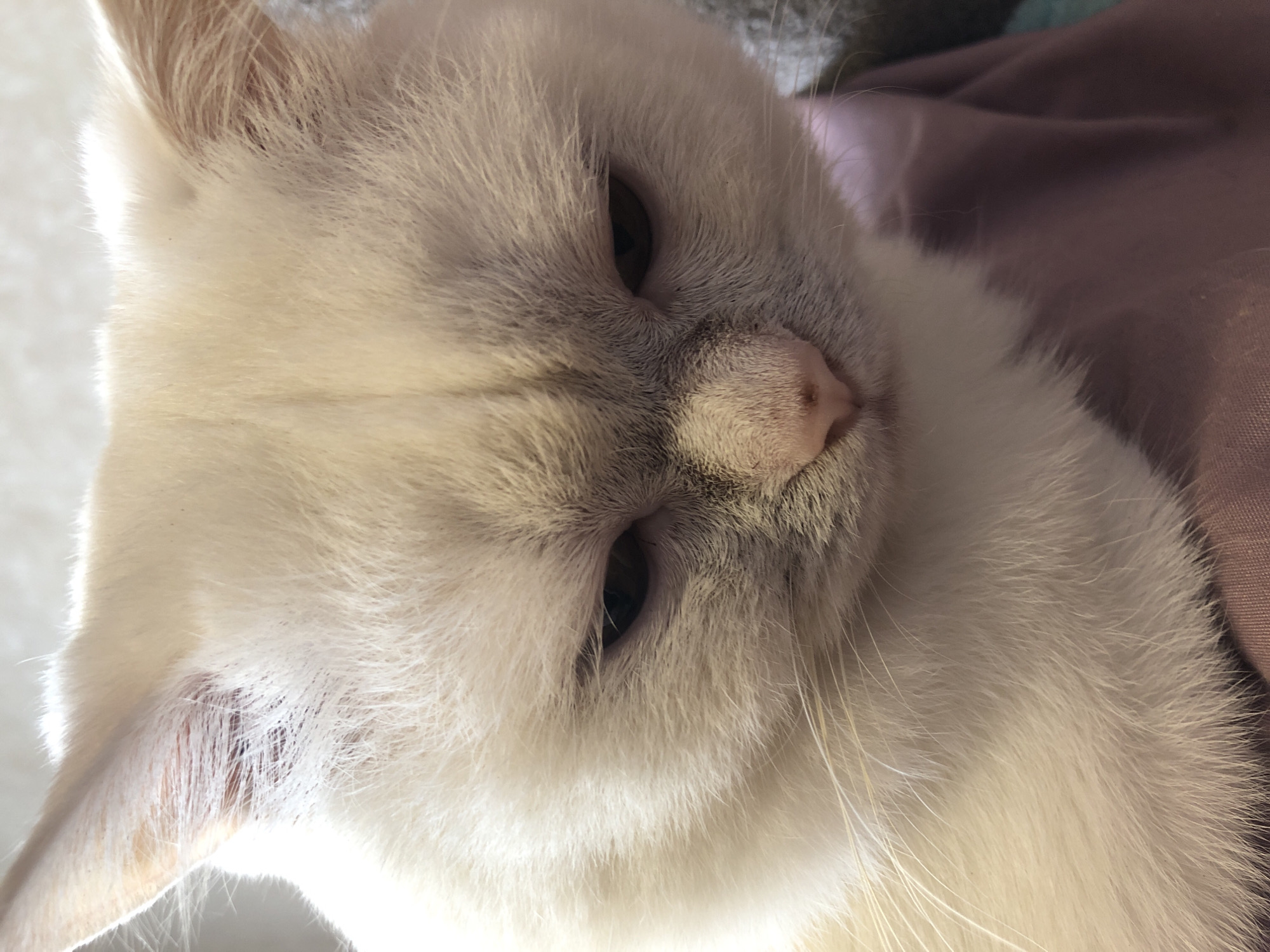 A close-up, head-on shot focuses on the face of a cream-colored cat. The cat's eyes are partially closed, with one eye more open than the other, and it appears to be looking downwards. The cat's fur is dense and soft, with hints of grey around its eyes and nose. The background is blurred, showing a pinkish-purple fabric. There are no other discernible elements in the image to determine location.