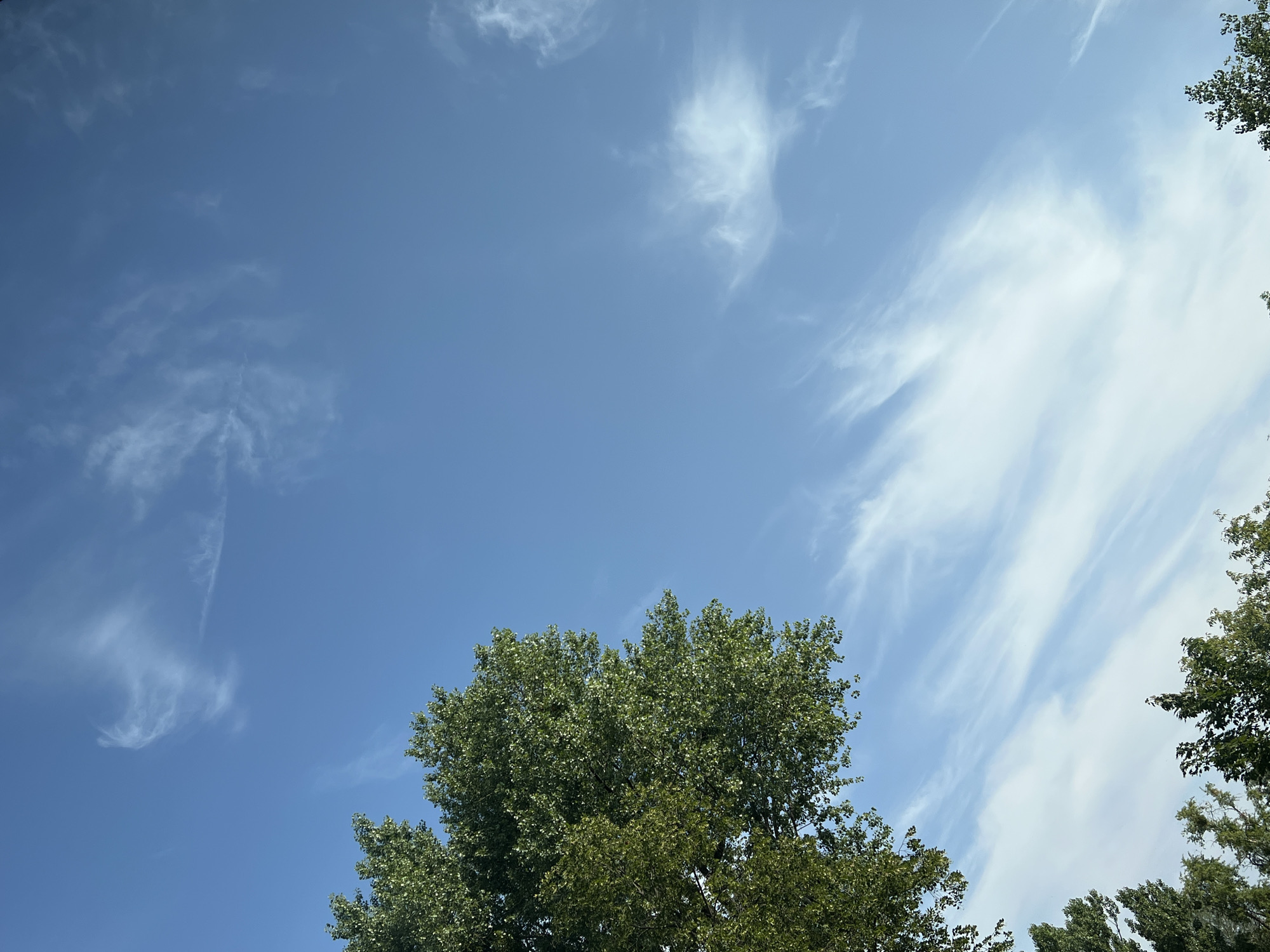 The image shows a clear blue sky with wispy white clouds. In the foreground, the tops of several green trees are visible. The perspective is looking upwards towards the sky. The scene is outdoors and appears to be in a natural setting or a park within a city. The lighting suggests it is daytime, likely late morning or afternoon. The image does not contain any people or specific identifiable landmarks that would indicate a precise location within Warsaw, Poland.