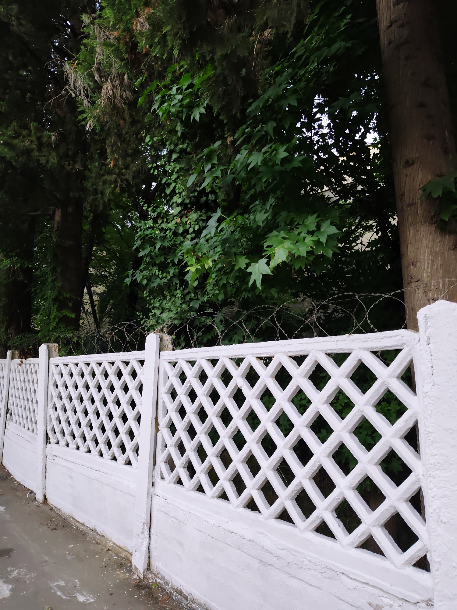 The image depicts a white, lattice-patterned concrete fence in Sochi, Russia. Above the fence, barbed wire is visible, interspersed with lush green foliage from trees and vines. The fence is positioned alongside a wet, paved surface, likely a sidewalk or road. The overall scene suggests an outdoor environment, possibly a residential area or a park, with a focus on the boundary created by the fence. The lighting suggests it may be overcast or late in the day.