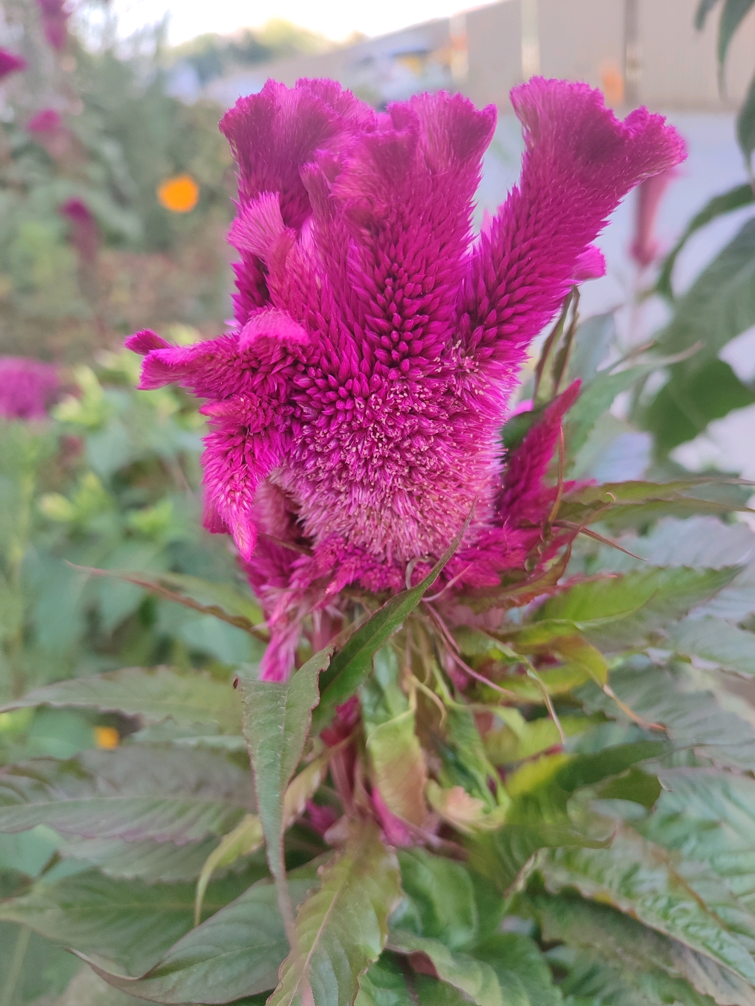 A close-up, outdoor, eye-level shot focuses on a vibrant pink celosia flower, also known as cockscomb, in bloom. The flower's velvety, textured petals are sharply in focus, displaying a rich fuchsia hue. Behind the main subject, a blurred background reveals more of the plant's green, reddish-tinged leaves and stems, as well as other out-of-focus pink celosia blooms and a single orange flower. The lighting suggests it is daytime, possibly late afternoon, with a bright sky in the background. The overall scene is natural and appears to be in a garden or park setting. There are no people or animals visible in the image.