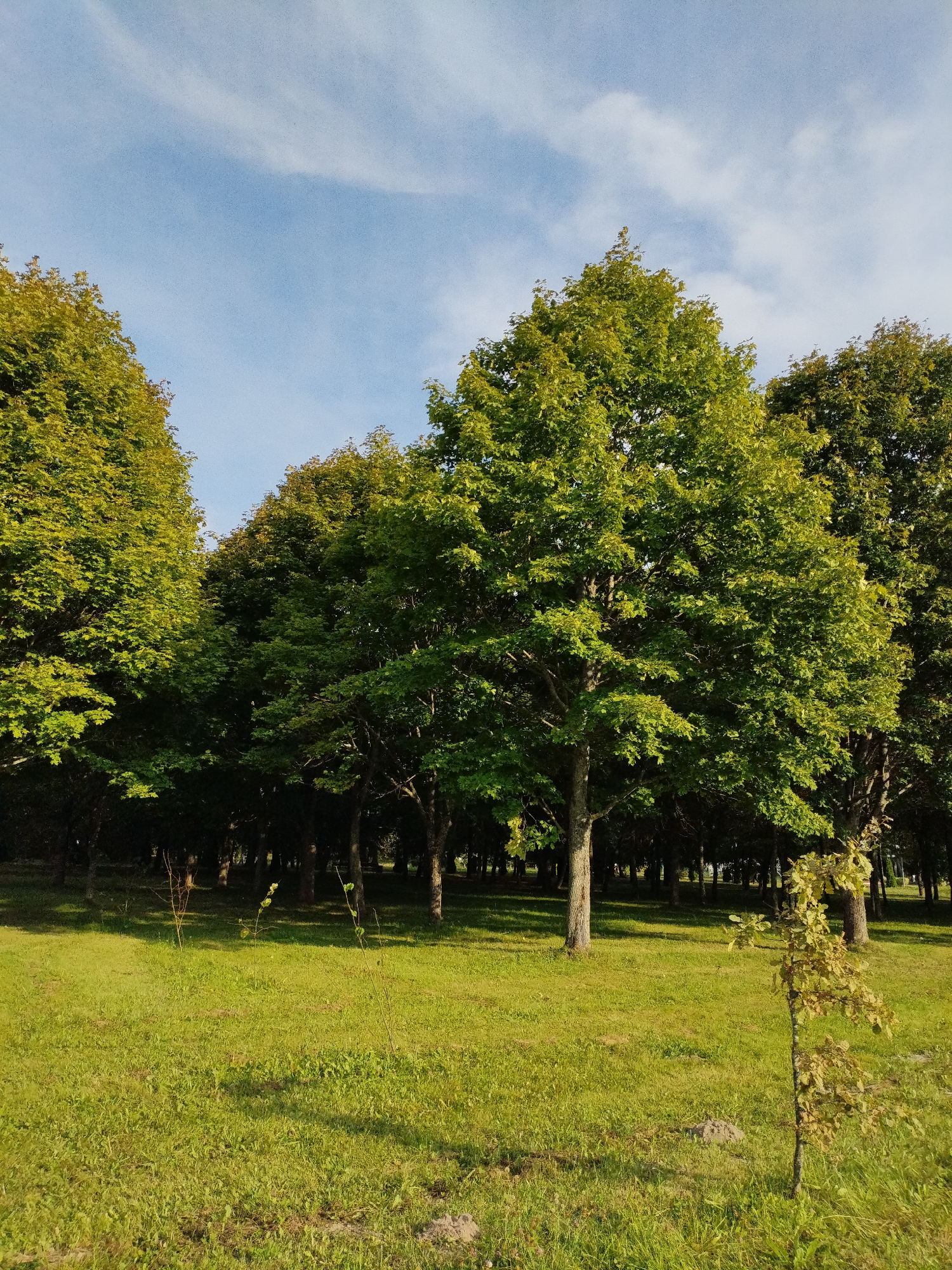 The image depicts a sunlit park scene with a cluster of lush green trees. The trees are tall and have dense foliage, with sunlight filtering through the leaves, creating a dappled effect on the grass below. The grass is green and appears well-maintained, with some patches of drier vegetation visible. In the foreground, a young sapling stands to the right, its leaves catching the light. The sky above is a clear blue with a few wispy white clouds. The overall impression is one of a peaceful and natural setting within the city of Bialynichy, Belarus.