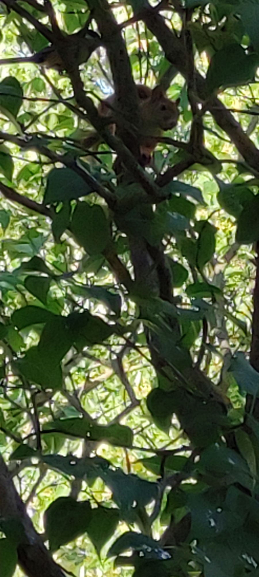 The image shows a squirrel perched on a tree branch amidst lush green foliage. The squirrel, a small rodent with reddish-brown fur, is positioned in the upper right quadrant of the frame, its body curled and facing towards the left. Its ears are pointed, and its eyes are small and dark.
The tree branches are dark and somewhat thick, providing a natural frame for the scene. The leaves are a vibrant green, suggesting a time of year with ample growth, likely spring or summer. Sunlight filters through the leaves, creating dappled lighting effects across the branches and foliage, indicating it is daytime. The background is a blur of green and bright light, suggesting the density of the surrounding trees and vegetation.
The overall impression is one of a natural, outdoor setting. The composition, with the squirrel partially obscured by leaves, creates a sense of a candid moment captured in its natural habitat. There is no visible text in the image. The location context of Rosinka, Russia, suggests a temperate climate, consistent with the appearance of the foliage and the presence of a squirrel. No specific activity is clearly depicted beyond the squirrel's static pose, but its presence implies it might be resting, observing, or preparing to move.