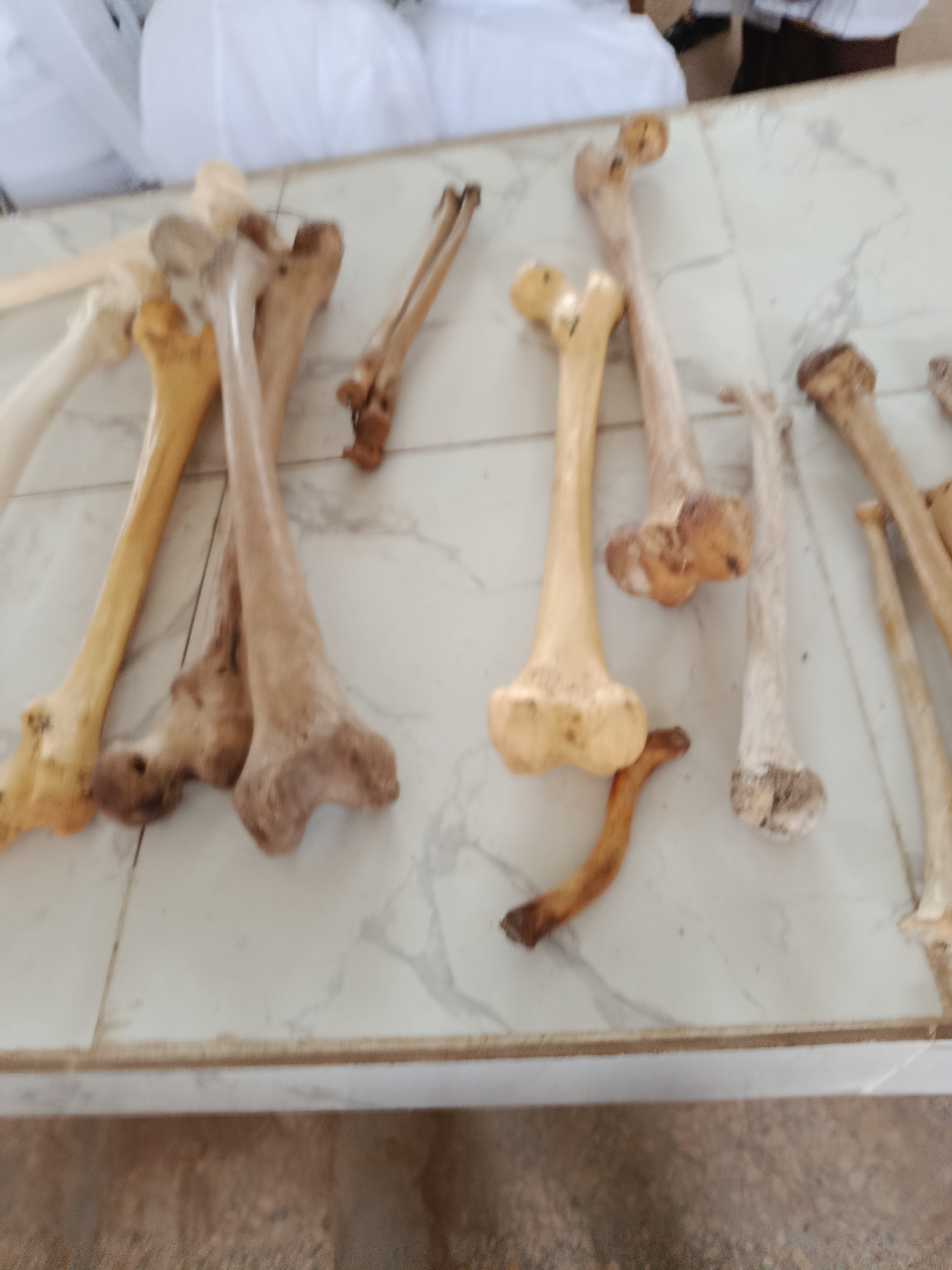 The image displays a collection of animal bones, likely of varying sizes and types, arranged on a white, marble-patterned surface. Some bones are lighter in color, appearing aged or bleached, while others have a darker, more natural hue. The bones are scattered and overlapping, with some featuring visible joint structures. The background is out of focus, but suggests an indoor setting with white fabric or sheeting visible at the top. The overall impression is of a study or display of skeletal remains. The specific location in Ukpor, Nigeria, is not discernible from the visual information provided in the image.