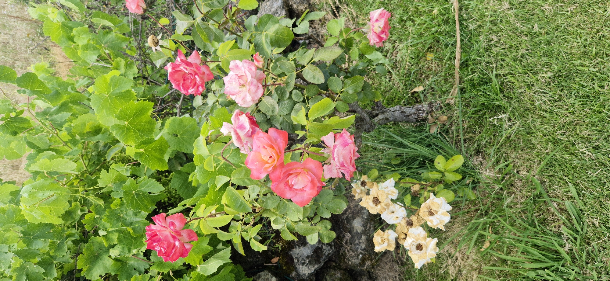 The image shows a close-up, eye-level shot of a rose bush with several pink and red roses in bloom. Some roses are in full bloom, while others are beginning to wilt. The bush is situated in front of a stone wall and surrounded by green grass and vine leaves. The overall lighting suggests it is daytime, likely outdoors, in a garden setting. There are no people visible in the image.