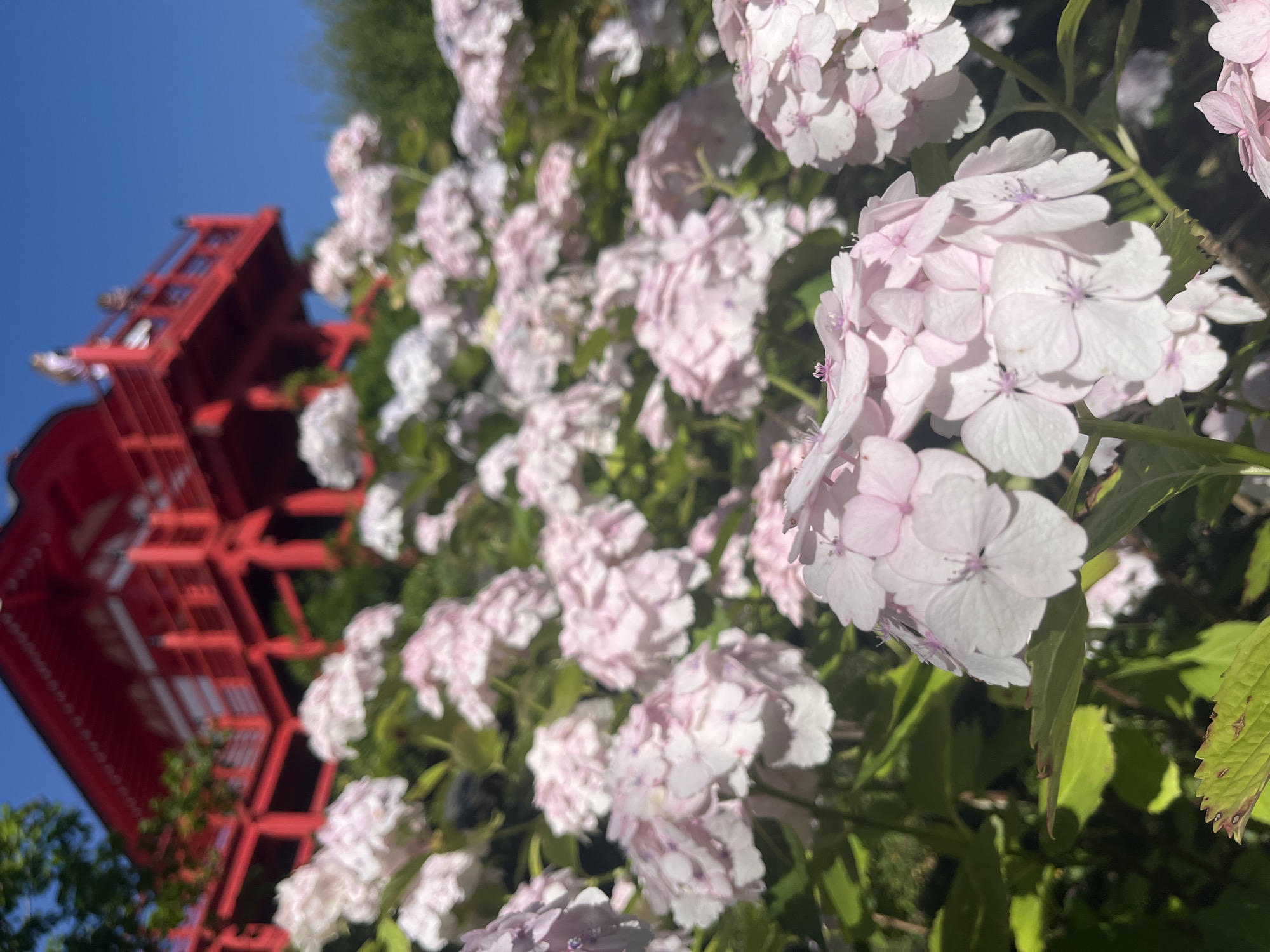 The image shows a close-up view of pink and white hydrangeas in bloom, with a bright red Japanese-style building visible in the background. The building has multiple levels and a balcony with a railing, and two people are standing on the balcony. The sky is a clear blue. The focus is on the flowers in the foreground, with the building and sky blurred by the depth of field. There is no identifiable information to suggest the location is Krasnodar, Russia; it is a general depiction of a garden with a traditional architectural structure.