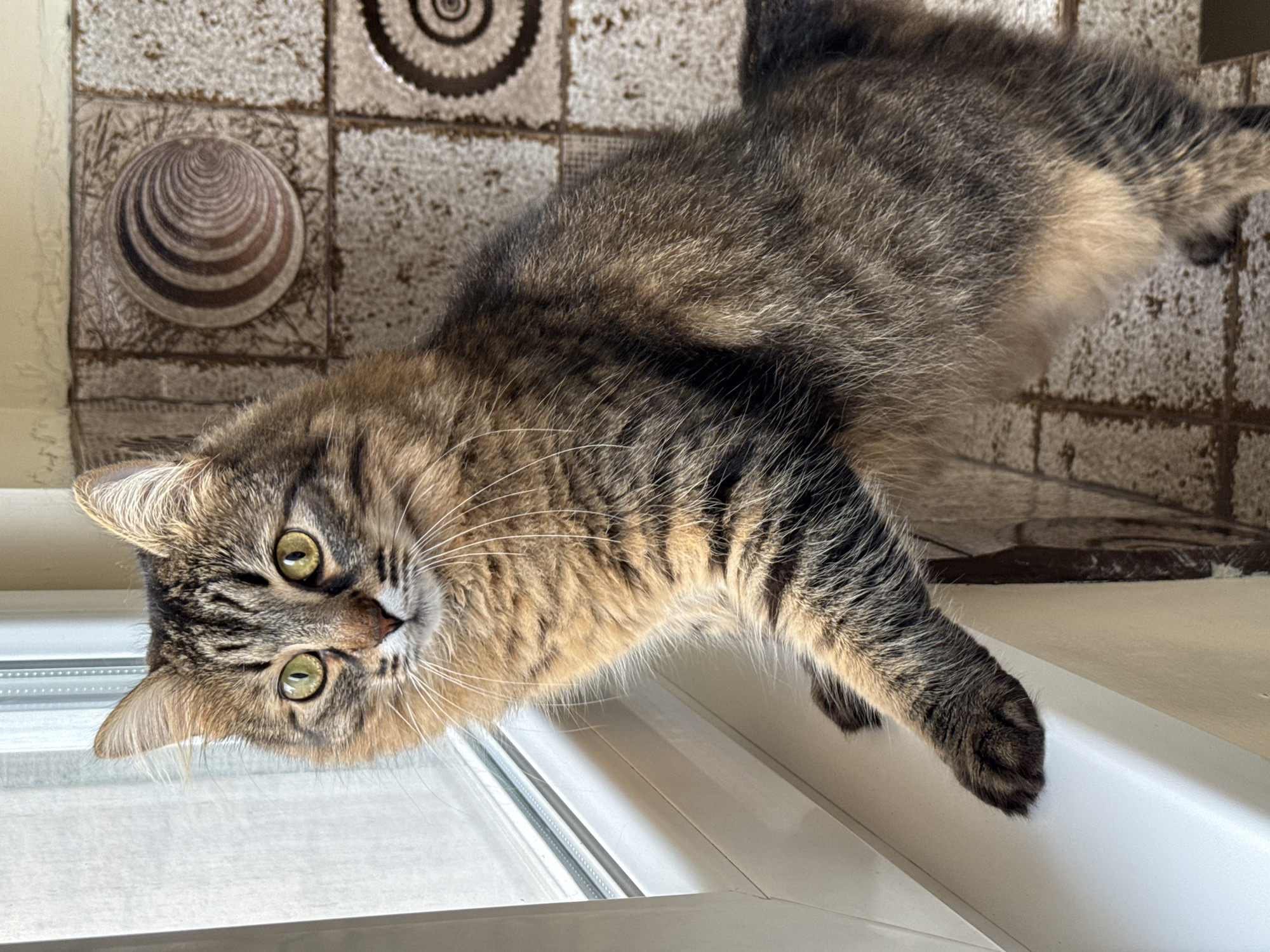 A medium-sized brown and black tabby cat with green eyes is lying on a white windowsill. The cat's head is oriented towards the lower left corner of the frame, and its body extends towards the upper right. The background consists of a wall covered with patterned tiles. The location is potentially Pleven, Bulgaria, but the provided image doesn't offer specific location details.