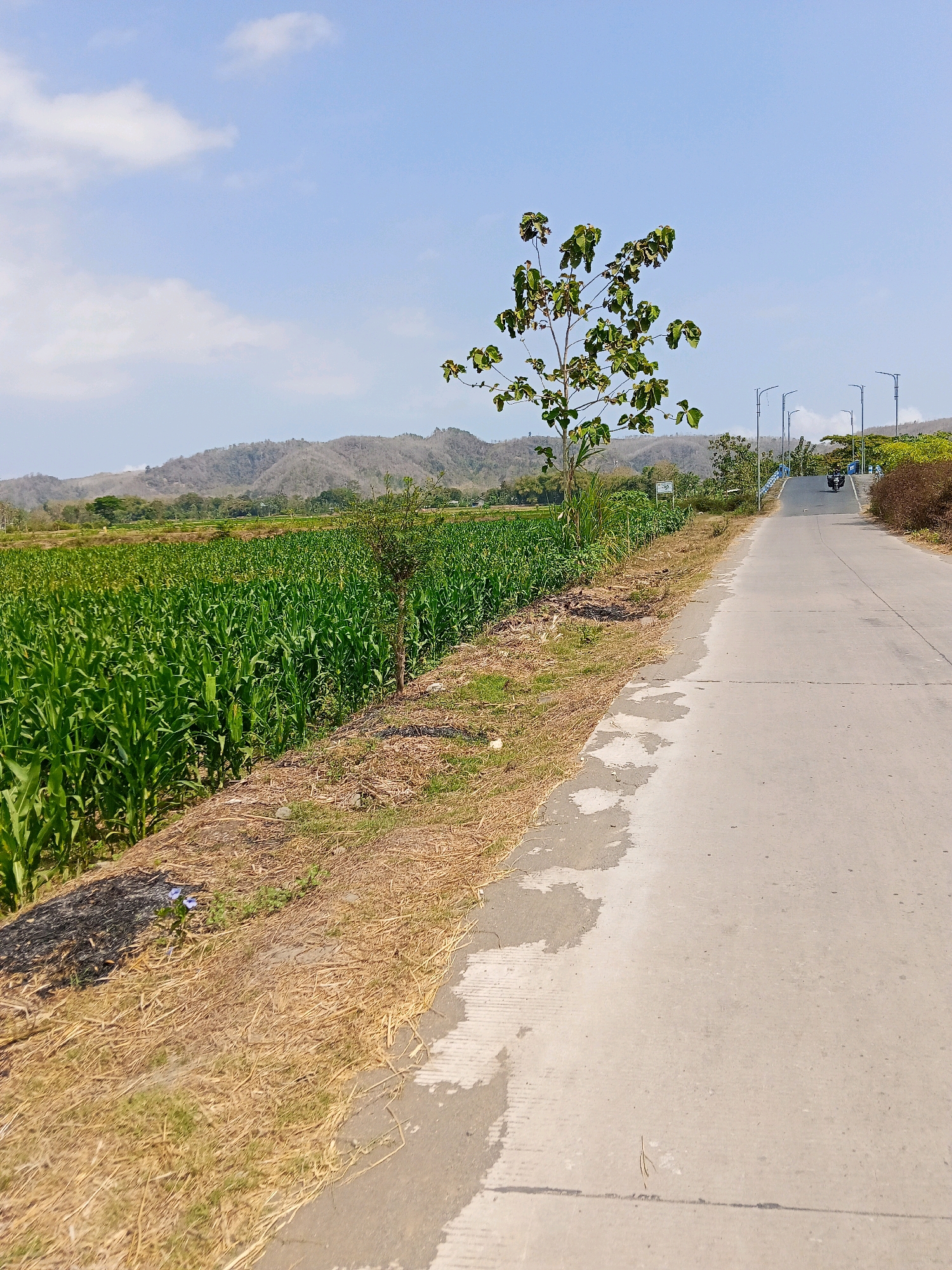 In Bacem, Indonesia, a paved road runs alongside a vibrant green cornfield under a clear blue sky dotted with wispy clouds. A lone tree with lush green leaves stands prominently near the road. In the distance, rolling hills, appearing dry and barren, form a natural backdrop. The road, which seems to be a rural thoroughfare, has streetlights lining its edge and a motorcycle is visible in the distance, heading uphill. The ground beside the road is covered with dry grass and straw, with a patch of dark soil suggesting a recent burn. Two small purple flowers add a touch of color to the otherwise dry verge. The scene captures a moment of rural tranquility with elements of agriculture and transportation.