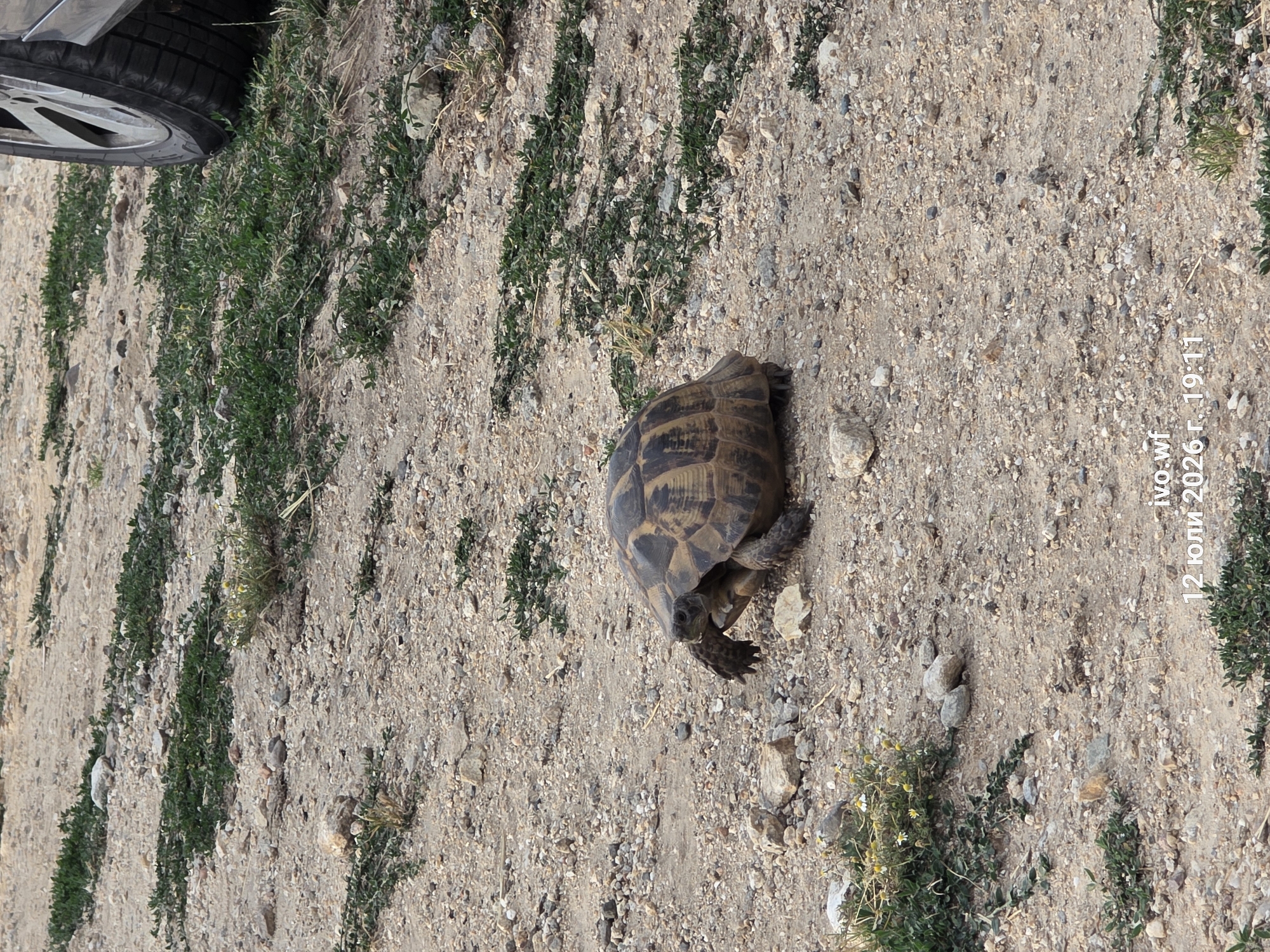 A medium shot photograph captures a tortoise walking on a dirt and gravel path in Chal, Bulgaria. The tortoise is the central subject, positioned in the lower half of the frame, facing left with its head extended and legs positioned for movement. Its shell is patterned with shades of brown and black. The ground is covered in small stones, pebbles, and patches of dry grass and green vegetation. In the upper right corner, a portion of a vehicle's tire and wheel rim is visible, indicating the presence of a car nearby. The background is out of focus, suggesting a shallow depth of field. The overall environment appears to be an outdoor, possibly arid or semi-arid, location. A timestamp and filename "ivo.wf 12 юли 2026 г. 19:11" are overlaid in white text on the lower right of the image.