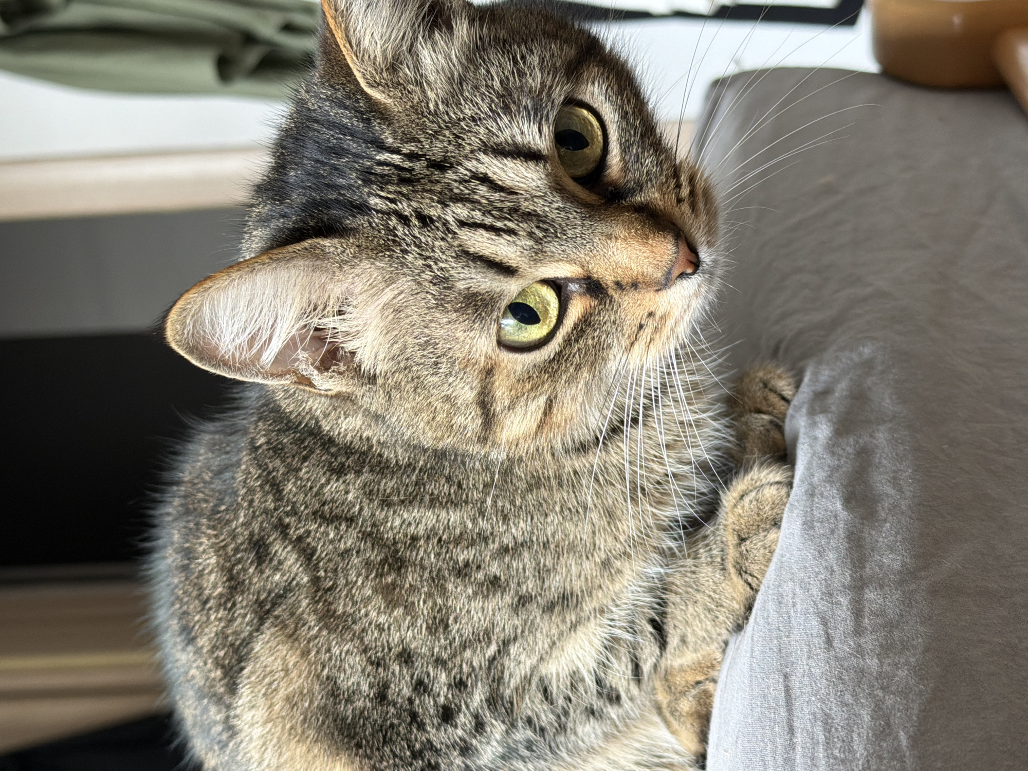 A close-up shot features a tabby cat with green eyes and a mix of brown and black fur. The cat is perched on or holding onto a light gray fabric. Its gaze is directed towards the upper right. The location is unknown and there's no evidence to suggest that this picture was taken in Belgrade, Serbia.