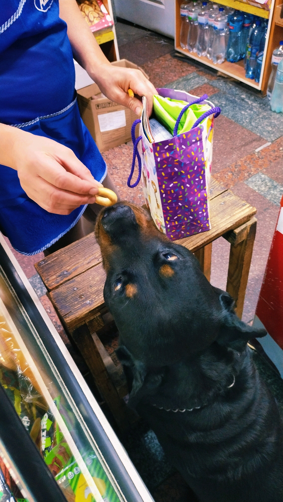 In Horishni Plavni, Ukraine, a person wearing a blue apron holds a small, light-colored biscuit between their fingers, offering it to a black Doberman Pinscher. The dog, with alert eyes, looks up towards the biscuit, its nose pointed upwards. The scene unfolds near a display of bottled drinks on shelves and a wooden crate. A colorful gift bag with purple and confetti patterns sits on a rustic wooden stool, and a glass display case containing packaged goods is visible in the foreground.