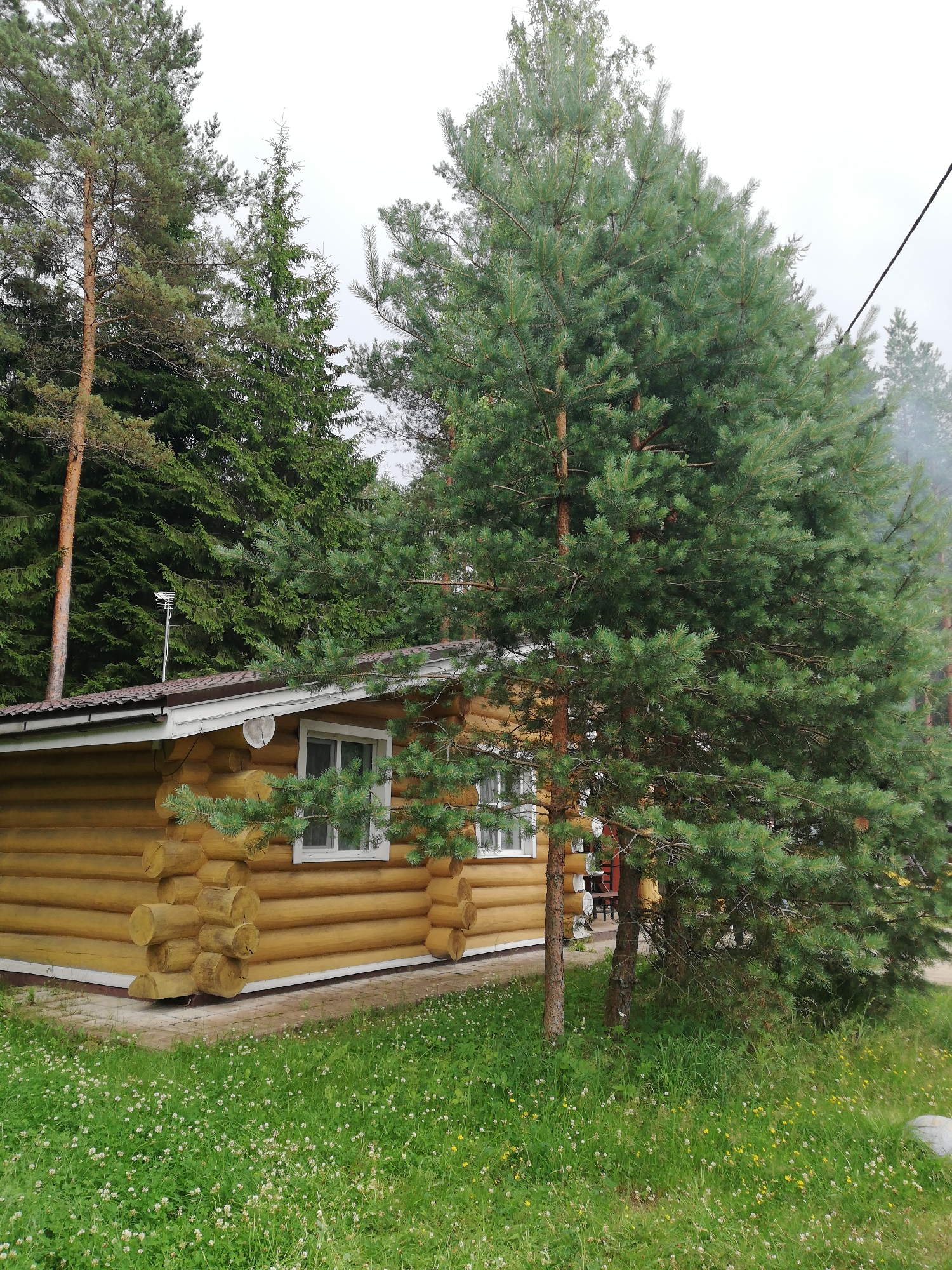 The image depicts a rustic, wooden log cabin situated in a wooded area. The cabin is yellow and features a brown roof. There are two white-framed windows visible on the side of the cabin facing the camera. A tall, green pine tree stands prominently in the foreground, partially obscuring the cabin. The ground around the cabin is covered in green grass with scattered white and yellow wildflowers. In the background, numerous other pine and evergreen trees create a dense forest. The sky is overcast and appears grayish. A silver antenna is mounted on the roof of the cabin. There are no people or animals visible in the image. The scene suggests a tranquil, natural setting, possibly a countryside or forested retreat.