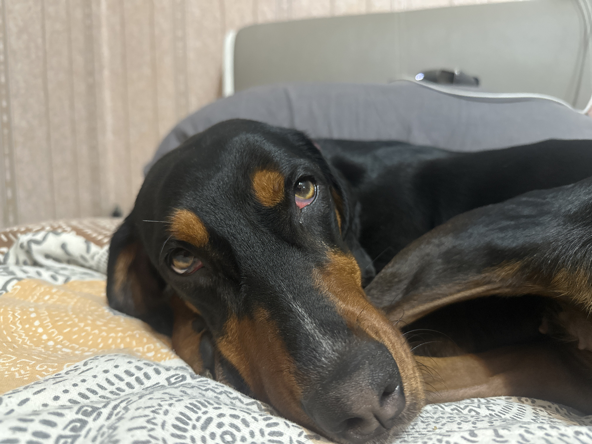 A close-up shot depicts a black and brown dachshund lying on a bed with a patterned bedspread. The dog's head rests on its paws. The background includes a headboard. The location is not determinable from the image.