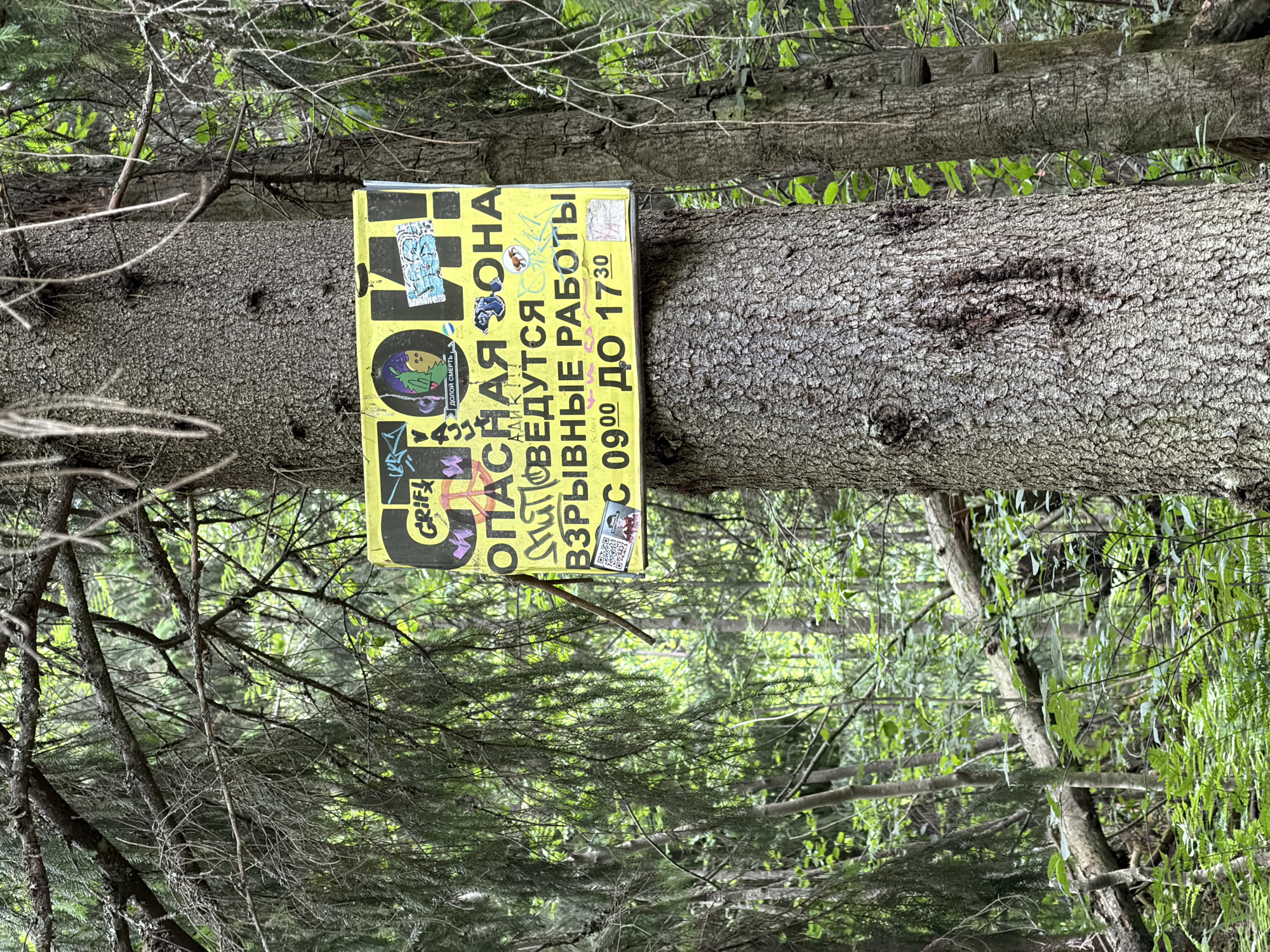 A weathered, yellow sign is affixed to the trunk of a large coniferous tree in a forest setting. The sign, which appears to be made of thin metal or plastic, is covered in various stickers and graffiti. The primary text on the sign is in large, black, block letters and reads "СТОП!". Below this, in smaller black text, it says "ОПАСНАЯ ЗОНА". The rest of the text, also in black, states "ПРОИЗВОДЯТСЯ ВЗРЫВНЫЕ РАБОТЫ С 09⁰⁰ ДО 17³⁰". The sign is predominantly in Cyrillic script. The surrounding environment is a dense forest with numerous trees, some of which are covered in moss and lichen. Sunlight filters through the canopy, creating dappled light on the forest floor, which is covered with undergrowth and fallen branches. The tree to which the sign is attached is a mature specimen with rough, textured bark. The location is the city of Kuznechnoye, Russia.