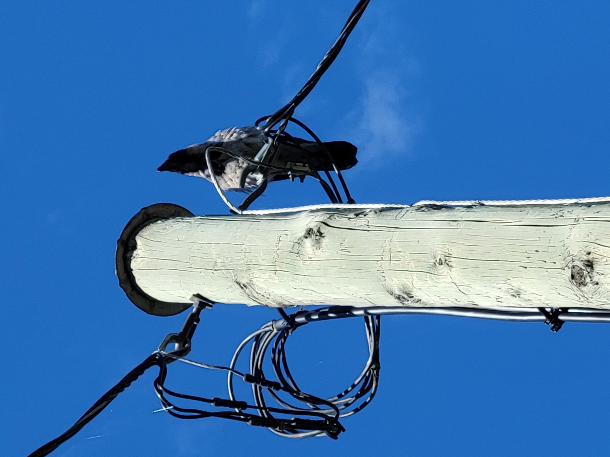 A medium shot captures a gray bird perched on black wires attached to a weathered, light-colored wooden utility pole. The bird is facing away from the camera, its head turned to the left, revealing a black beak and a gray and black feathered body. The utility pole is positioned in the center-right of the frame, with its rough texture and grain clearly visible. Several black wires, some coiled and others extending horizontally, are connected to the pole and the bird's perch. The background is a clear, vibrant blue sky with a few faint white clouds. The lighting suggests it is daytime.