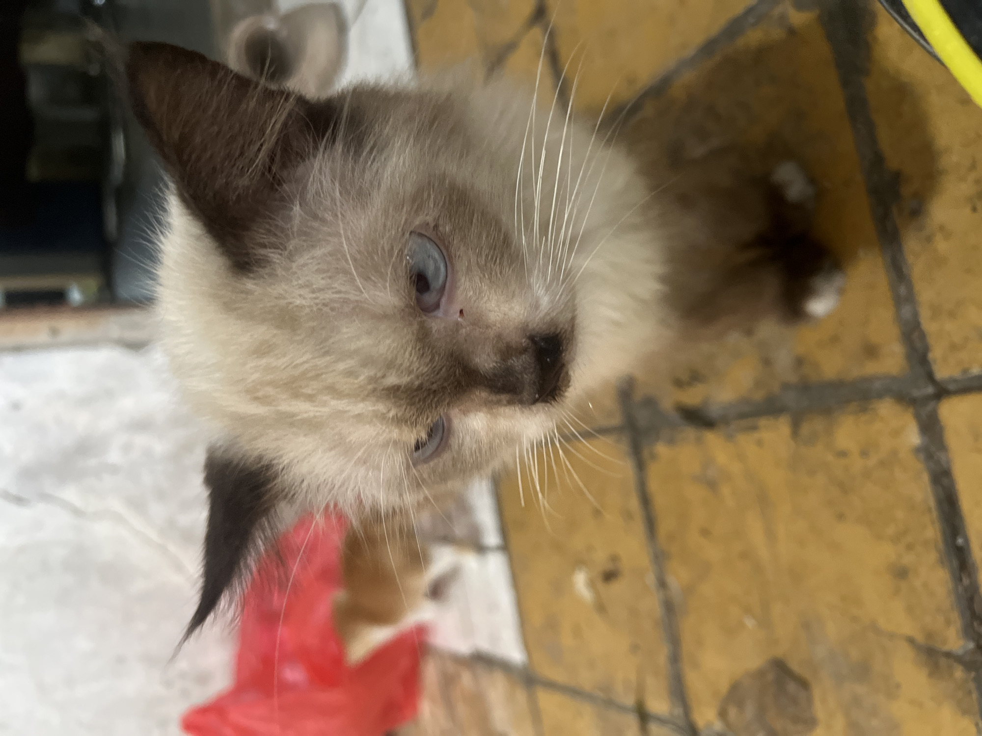 A fluffy Siamese-mix kitten with blue eyes and dark brown ears and facial markings is the subject of this close-up, eye-level shot. The kitten is positioned on a yellow tiled floor, with faint grout lines visible. In the blurred background to the left, a red plastic bag and another, out-of-focus kitten can be seen. To the right, the background is very blurred and dark, with a hint of what might be footwear. The lighting is dim, casting soft shadows. The image appears to have been taken indoors, possibly in Klapanunggal, Indonesia, given the context provided. There are no humans present.