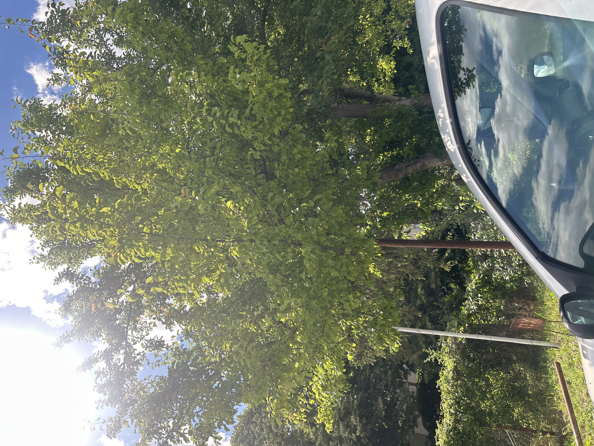 The image shows a silver car parked in front of a large tree with green leaves. The tree is illuminated by sunlight, creating a bright and airy atmosphere. In the background, there is a fence and more trees. The sky is blue with some clouds. The car's windshield reflects the sky and the surrounding greenery. A small, rusted sign is visible on a pole behind the car, partially obscured by foliage. The overall scene suggests a sunny day, possibly in a residential or park area of Varna, Bulgaria.