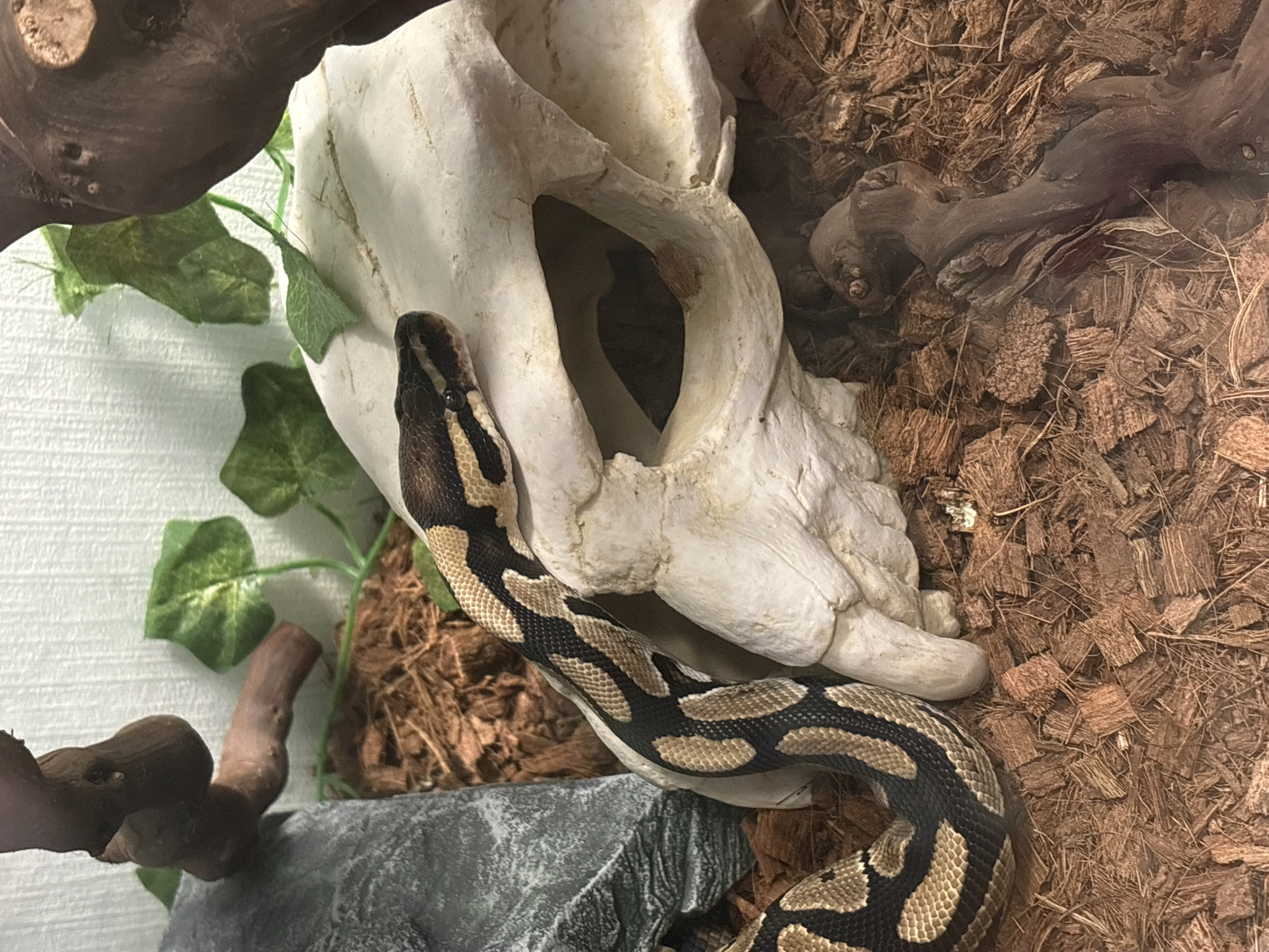 A ball python is coiled around a white skull in a terrarium. The terrarium has a coconut husk substrate and contains a piece of driftwood and artificial ivy. The background is a textured white wall. The snake has a dark brown and tan pattern. No people are visible in the scene. The location in Chasovnya, Russia cannot be determined from the information provided in this image.
