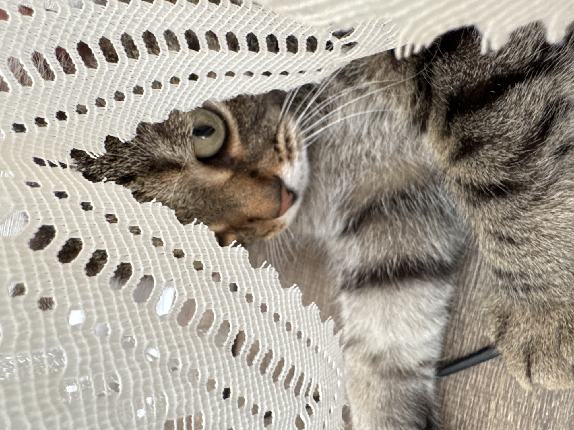 A tabby cat is partially visible through a white, lacy fabric. The cat's head and part of its torso are visible, with one eye open and focused. The cat's fur is a mix of gray, brown, and white. A black object is also partially visible near the cat's body. The background is a blurred light brown surface. The location is unknown.