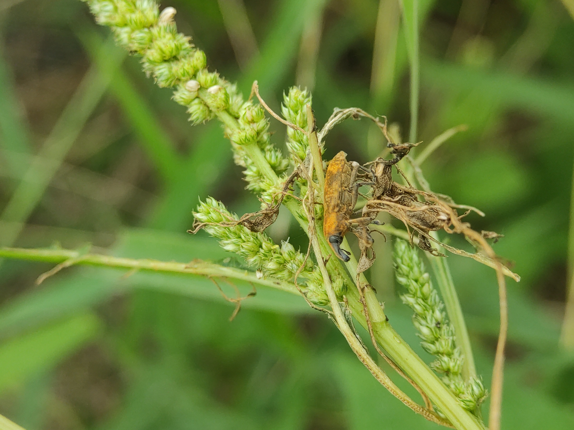 A close-up captures a patch of green grass and weeds. A small, light-brown insect with a long snout perches on a stem of the grass. There are also some desiccated leaves mixed in with the green vegetation. The background is a blur of green, suggesting more grass and foliage. The image was taken in Lhokseumawe, Indonesia.