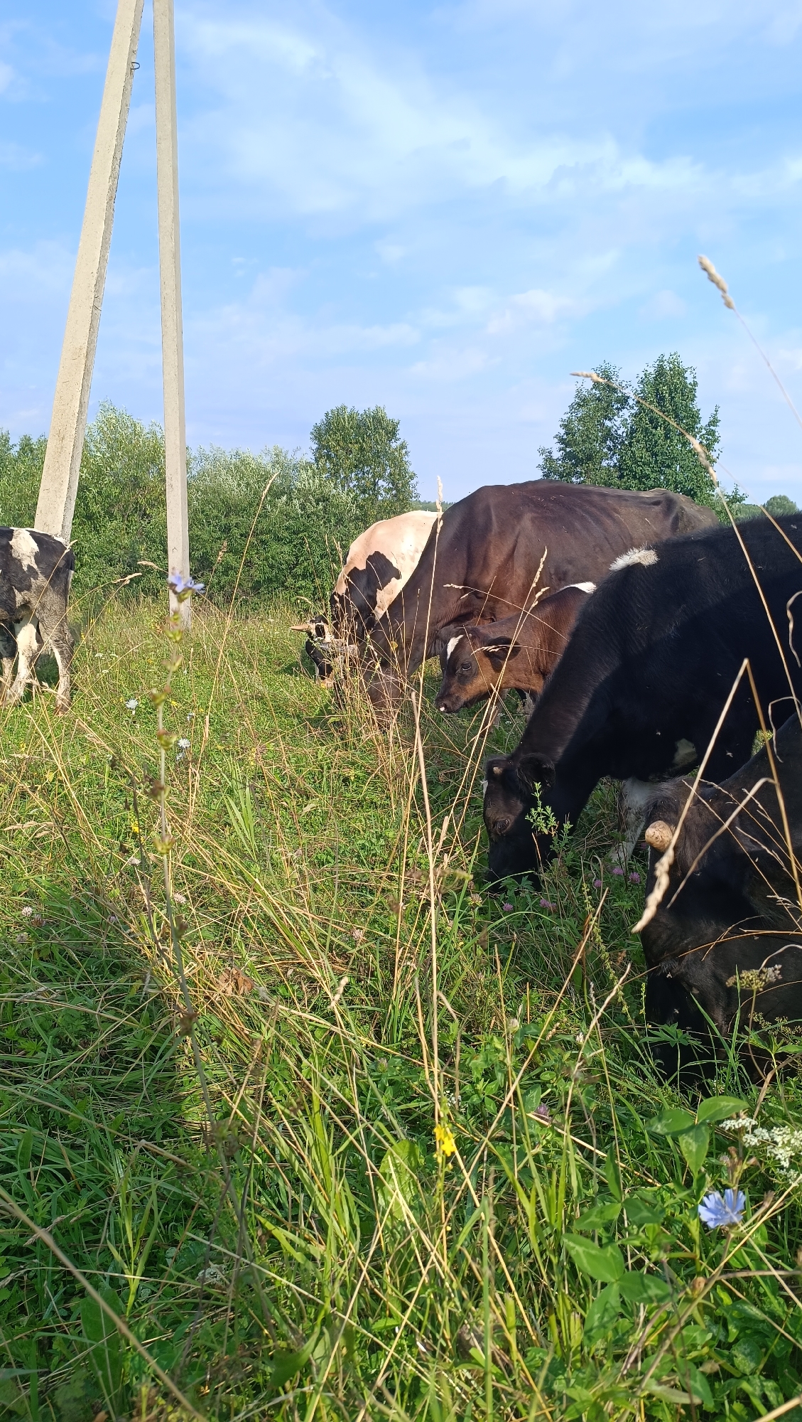 This image depicts a rural scene with several cows grazing in a grassy field under a partly cloudy blue sky. In the background, a line of green trees borders the field, and a tall, concrete utility pole stands to the left of the frame. The foreground is filled with tall, dry grass and some wildflowers. The cows are of various colors, including black and white and brown and white. One cow is facing the viewer's left, while others are grazing with their heads down. The image appears to be taken outdoors during daylight hours. The location is specified as the city of Karsha, Russia.