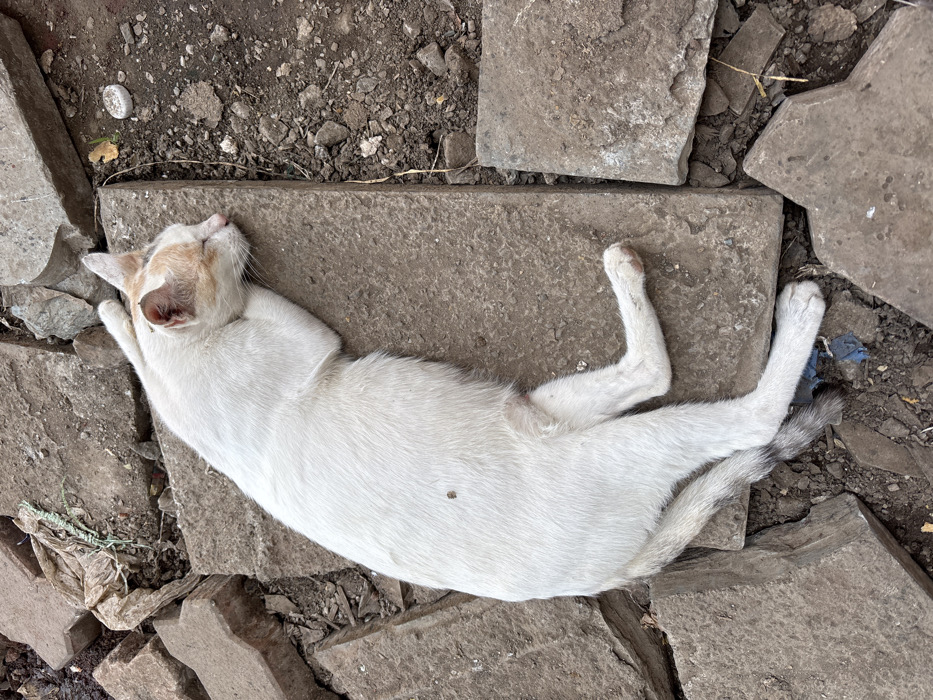 A white cat with light orange-brown patches on its head and ears is observed sleeping on its right side on a rectangular grey concrete slab. Its head is tucked against its front paws, and its eyes are closed. A small, dark brown, engorged object, consistent with a tick, is visible on the cat's mid-flank. A small, lighter pinkish patch of skin is noted on its lower abdomen. The cat's tail is predominantly white, transitioning to a grey tip. The slab is situated amidst irregularly shaped, broken dark grey paving stones and dark brown soil. Scattered debris, including crumpled light-colored plastic and a small white circular object, are visible in the surrounding dirt. This scene is located in Ulhasnagar, India.