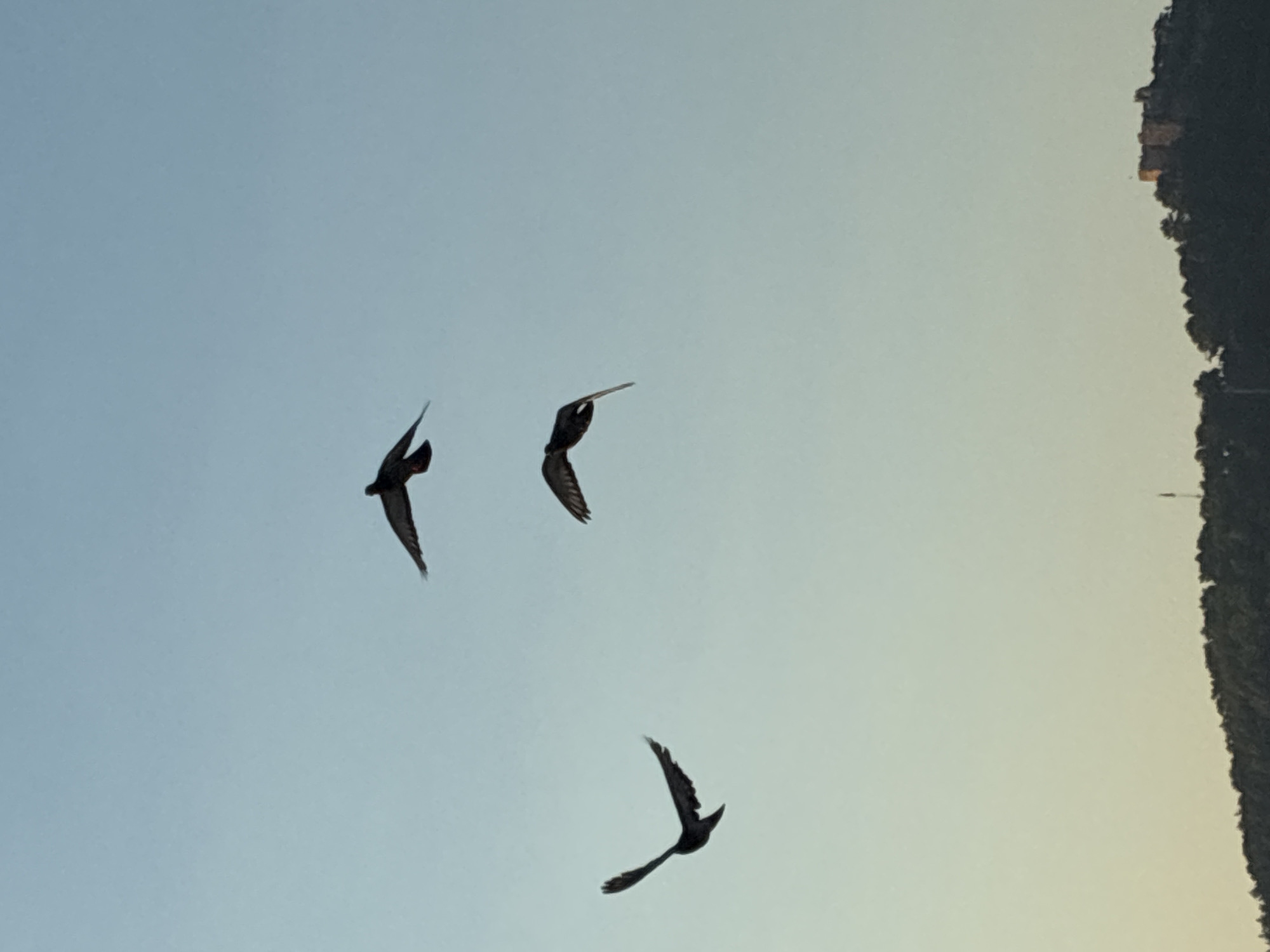 Three birds are captured mid-flight against a clear sky transitioning from pale blue to a soft yellow near the horizon. In the distance, silhouetted against the sky, is a tree-covered hillside with a stone structure, likely a castle, on its summit. The scene is located in Alanya, Turkey, as indicated by the presence of Alanya Castle. The birds are dark in silhouette, with their wings spread in various positions, suggesting dynamic movement. The lighting suggests either early morning or late afternoon.