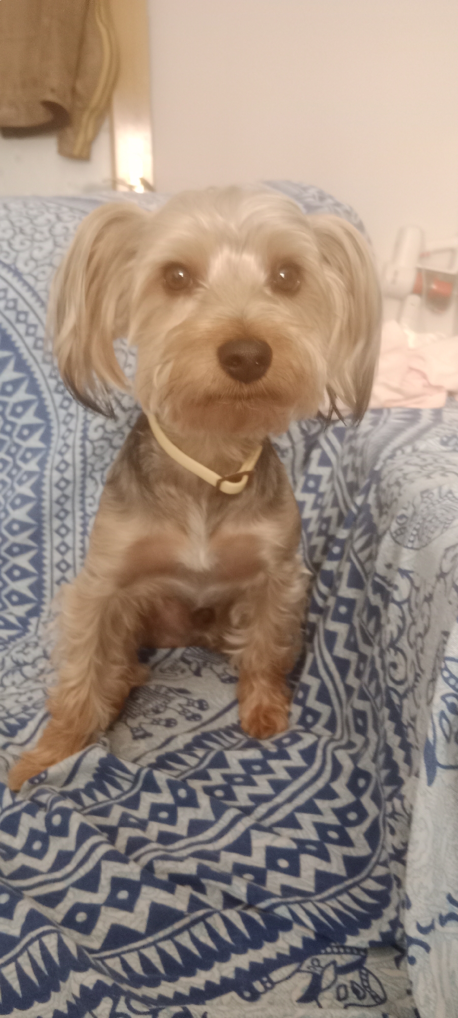 A tan and gray Yorkshire Terrier dog with erect ears and a light yellow collar is sitting on a blue and white patterned blanket, which is draped over furniture. The dog is facing the camera, with its body angled slightly to the left. Its fur is visible in detail, with lighter tan fur on its face and ears, and darker gray and tan fur on its body. The blanket has a geometric pattern of blue zigzags and circles on a white background, with some areas of lighter blue and white floral motifs. In the background, a tan jacket hangs on what appears to be a closet door, and a white wall is visible. Some out-of-focus objects, possibly hygiene products, are on a shelf in the upper right corner. The setting appears to be indoors. The location is not specified in the image or its context.