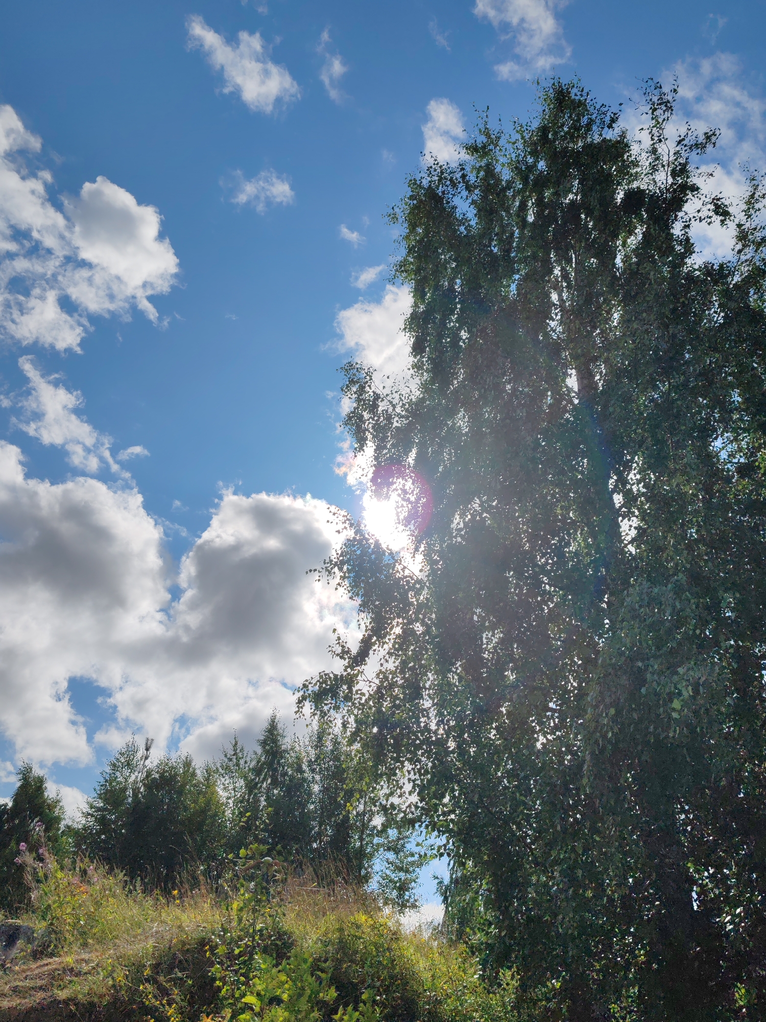 An outdoor, eye-level, medium shot captures a sun-dappled, green-leaved tree on the right side of the frame, partially obscuring a bright, hazy sun in the upper center of the image. The sky is a vibrant blue, dotted with fluffy white clouds. In the lower portion of the frame, a grassy hillside is visible, with various green plants and some wildflowers. The scene appears to be a natural landscape.