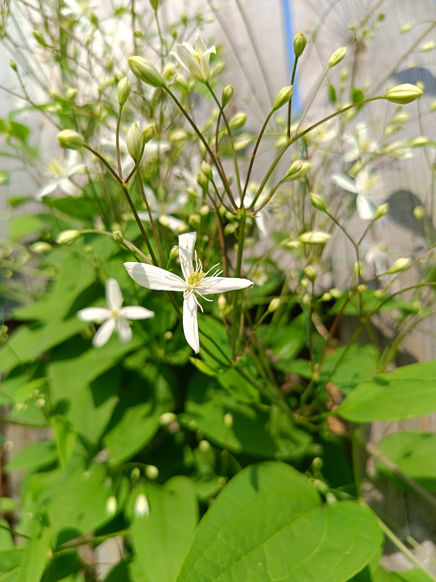 The media file is a close-up, eye-level photograph of a vine with numerous white flowers and green leaves. The vine appears to be growing on a wooden fence, with the blurred background suggesting an outdoor setting. The focus is on the delicate white flowers, some fully open with delicate petals and prominent stamens, and others in various stages of bud. The leaves are a vibrant green, with some casting shadows, indicating the presence of sunlight. The overall impression is of a bright, sunny day, likely during the daytime given the strong lighting. The scene evokes a feeling of natural beauty and growth. There is no visible text in the image. The location context is provided as Бархатово, Russia.