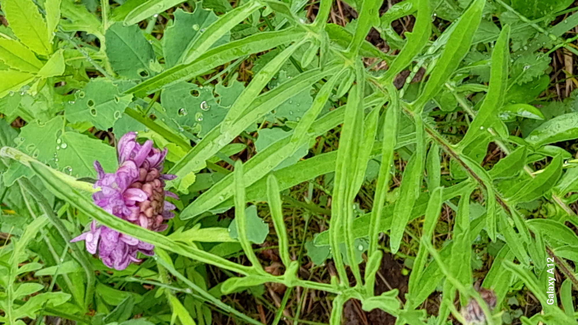 The image displays a close-up, eye-level perspective of a cluster of purple-pink flowers amidst dense green foliage. The prominent subject is a rounded inflorescence of small, tightly packed petals, exhibiting shades of purple and pink, with a slightly wilted appearance and a brownish-tan base or center. Numerous small water droplets are visible on the petals and throughout the surrounding leaves, suggesting recent precipitation or dew. The foliage consists of various green plants with diverse leaf shapes; some are elongated and narrow, while others are broader and more lobed. Several leaves show signs of insect damage, characterized by small holes. Dark, moist soil is discernible in patches beneath the plant growth. The environment is natural and verdant. No people or human-made objects are present apart from the plant life. The specific location in the city of Марковский, Russia, is not ascertainable from the visual content of the image.