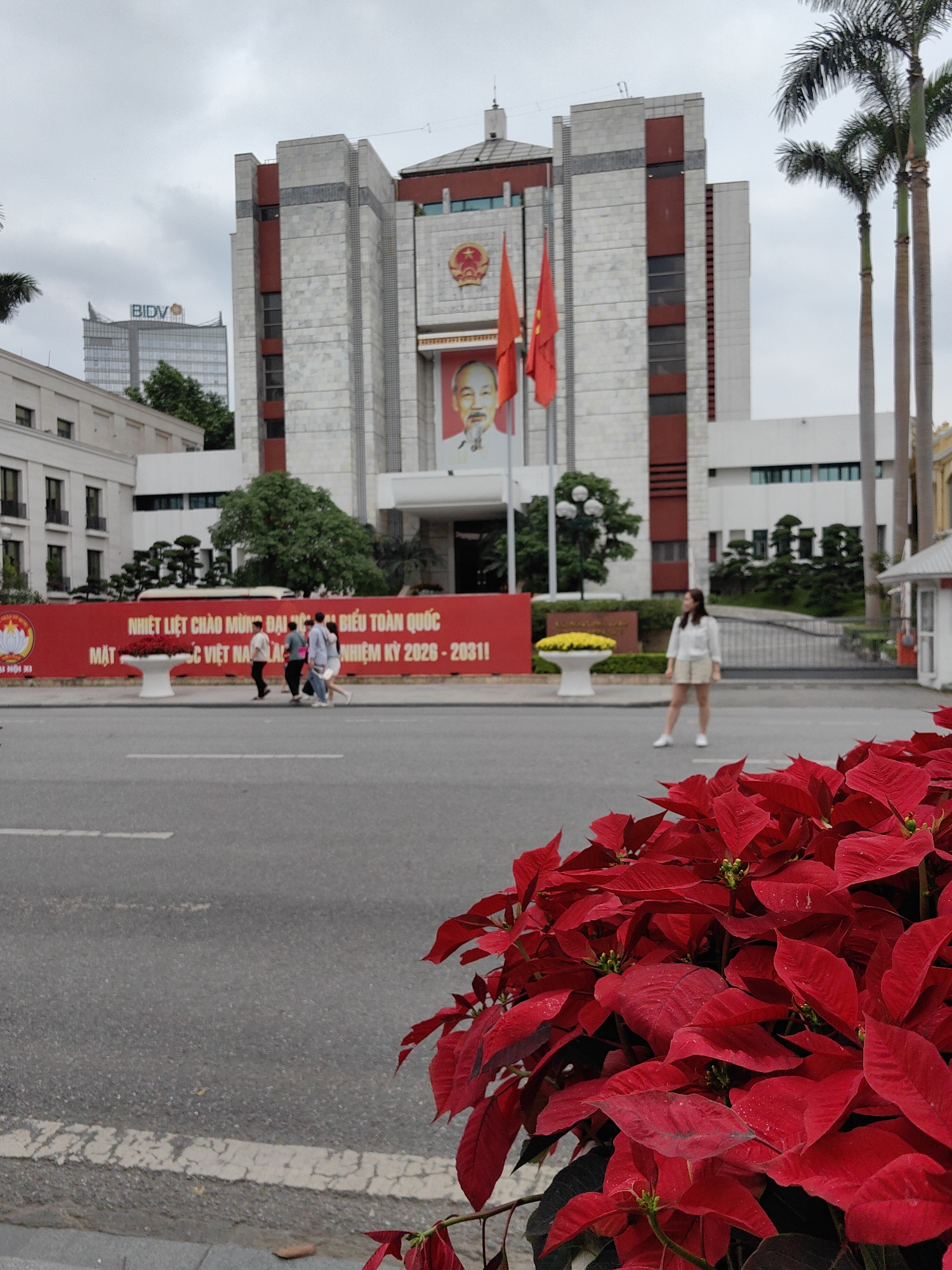 The image presents a street scene in Hà Nội, Vietnam, possibly near a government building. In the foreground, a large display of bright red poinsettia plants are prominent, obscuring part of the view. Further back, a red banner with yellow writing (in Vietnamese) is visible. Pedestrians are walking behind the banner.
Across the street stands a large, marble-clad building with red accents and a central portrait of Ho Chi Minh. The Vietnamese flag flies on either side of the building's entrance. A tall structure with the "BIDV" logo is visible in the background, behind the primary building. A young woman stands on the sidewalk near the building. Tall palm trees are visible near the building on the right side of the frame. The sky is overcast.