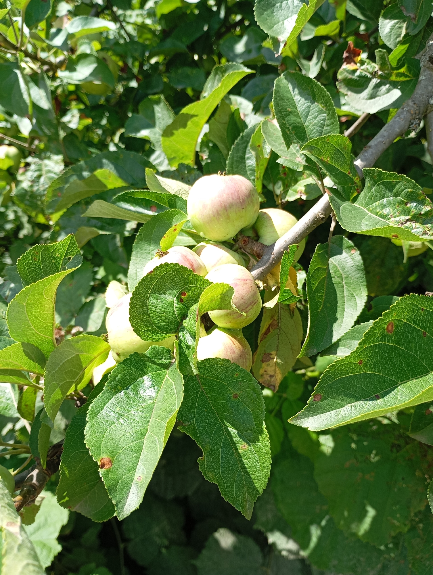This is a close-up, eye-level, outdoor photograph of a cluster of immature apples on a tree branch. The apples are light green with pinkish blush marks. They are surrounded by numerous green leaves, some of which show signs of minor damage or discoloration. The branch itself is visible, a light gray color, and appears to be part of an apple tree. The background consists of more green foliage, suggesting a natural or garden setting. The lighting indicates it is daytime, with sunlight creating dappled shadows on the leaves and fruit. The photograph appears to have been taken in Lesogorskaya, Russia, given the provided context. There are no people or animals present in the image.