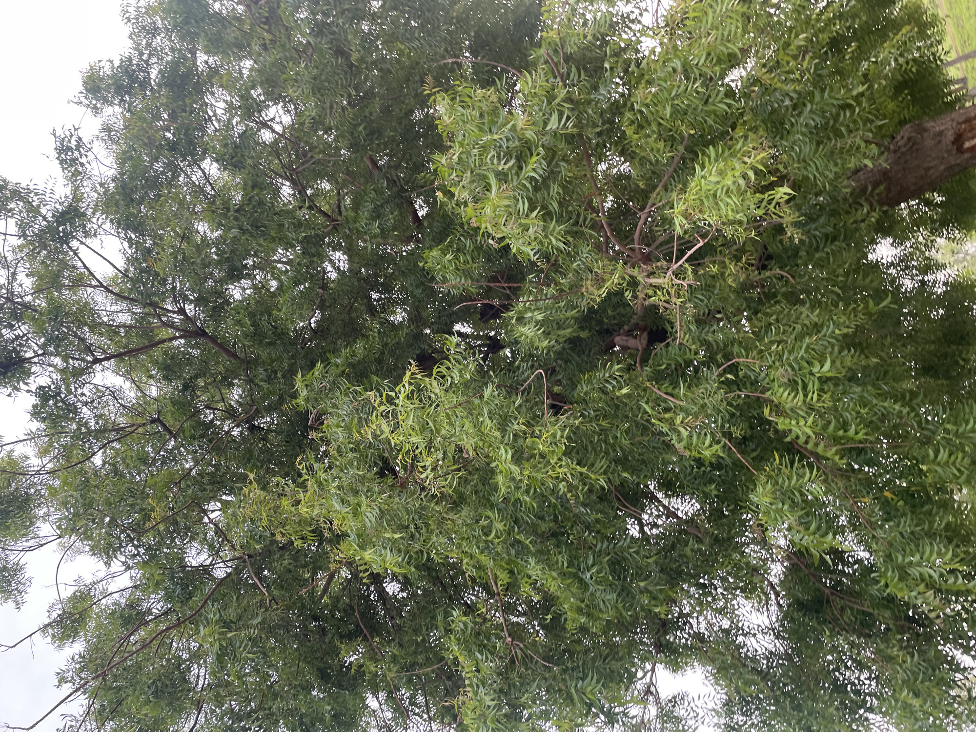 The image shows the dense canopy of a large neem tree in Jauro Yinu, Nigeria. The branches are laden with numerous small, oval-shaped green leaves, creating a thick, verdant covering that obscures much of the sky. The bark of the tree is visible towards the lower right of the image, appearing rough and textured. The overcast sky suggests a diffused light, causing minimal shadows within the foliage. No people or other animals are visible in the frame. The environment appears to be outdoors, with the tree being the dominant element.