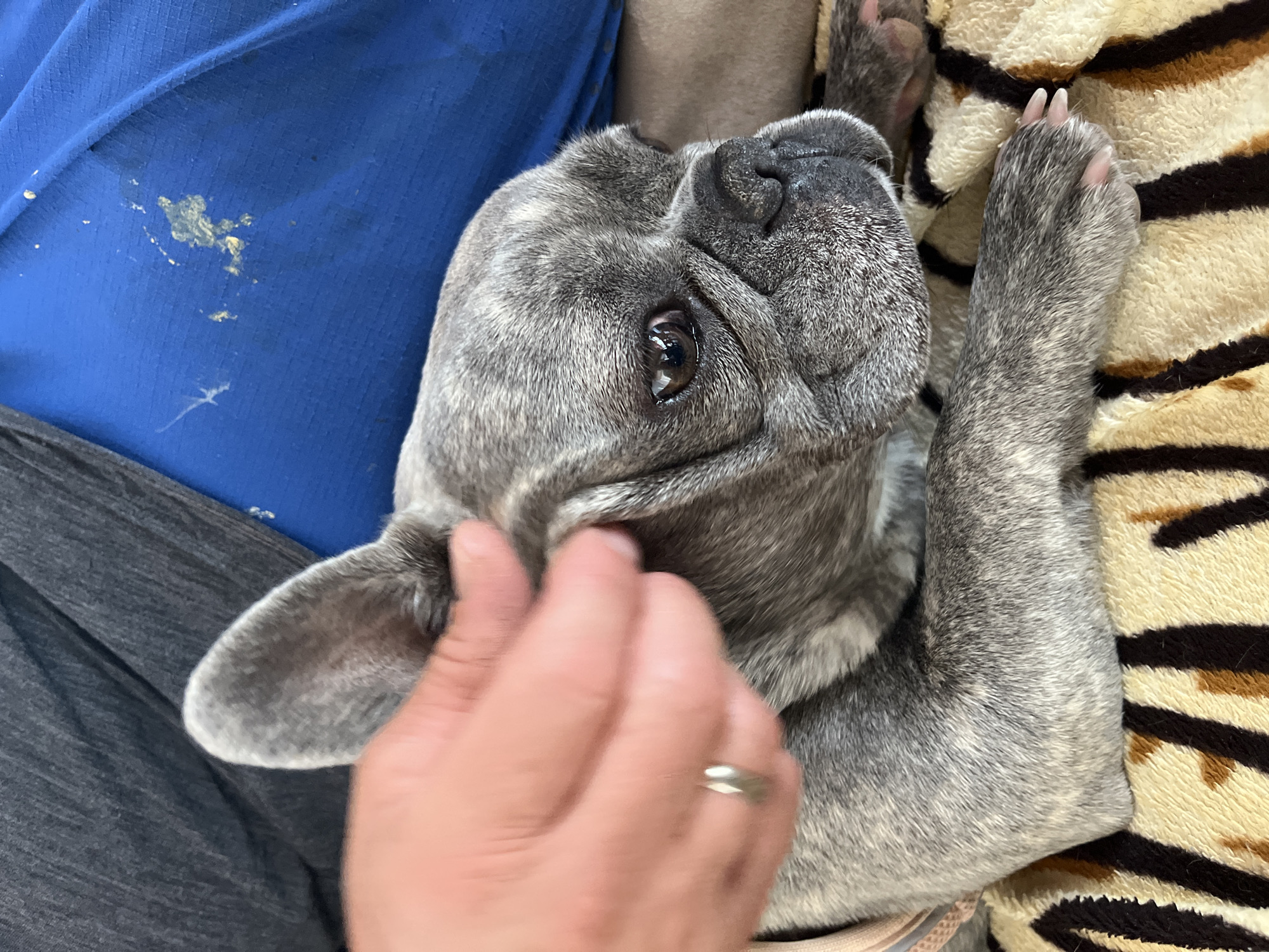 In a close-up, high-angle shot, a person's hand is seen gently petting a brindle-patterned French Bulldog, or a similar short-snouted breed, indoors. The dog, with grey and lighter mottled fur, is lying on its back or side, looking up towards the camera or the person's face with its dark eyes. Its wrinkled snout and visible paws with light nails are prominent.
The person's hand, wearing a simple silver-toned ring on the ring finger, is interacting with the dog's head/ear area. The person is partially visible, wearing grey pants and a blue shirt. A notable detail is a yellowish-greenish stain or residue on the blue shirt, suggesting a recent mess or incident.
Behind and around the dog, a soft, textured blanket with a brown and black striped pattern, resembling a tiger print, is visible. The scene evokes a sense of comfort and affection, with the dog appearing relaxed and content while being petted. No text is visible in the image.