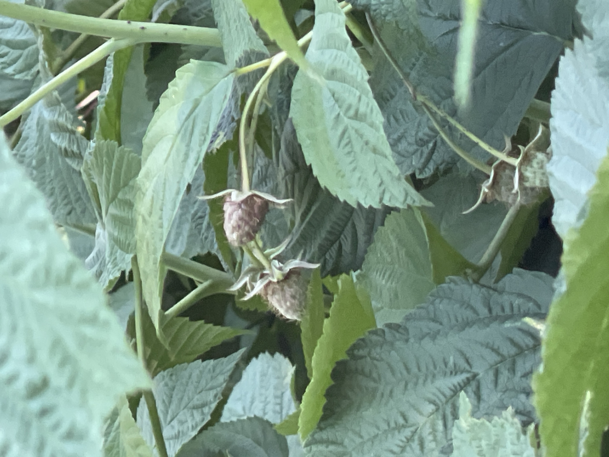 This media file shows a close-up of an unripe raspberry plant in Donskoye, Russia. The subjects are the raspberries, which are small and conical, covered in tiny drupelets, and still a pale pinkish-brown color, indicating they are not yet ripe. They are attached to thin stems and surrounded by a multitude of green leaves. The leaves are serrated and have a textured, somewhat wrinkled appearance. Some leaves are a lighter, brighter green, while others are a deeper, muted green. The plant appears to be growing outdoors, likely in a garden or natural setting, given the abundance of foliage. The lighting suggests it is daytime, possibly early morning or late afternoon, as there are some soft highlights on the leaves but no harsh shadows. There is no discernible text in the image. The overall impression is one of natural growth and the anticipation of fruit.