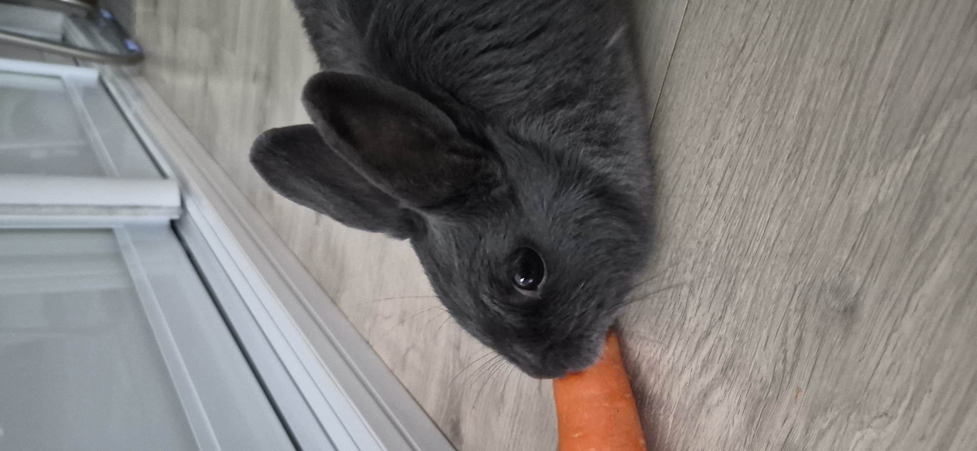 A close-up, eye-level shot shows a dark grey rabbit on a wooden floor, eating a piece of carrot. The rabbit's head is turned to the left, with its nose near the carrot. Its eyes are dark and round, and its ears are pointed upwards. The background is blurred, but appears to be a white sliding glass door. The floor is a light wooden laminate. The image is well-lit and in focus. There is no indication of the location in Ussurijsk, Russia.