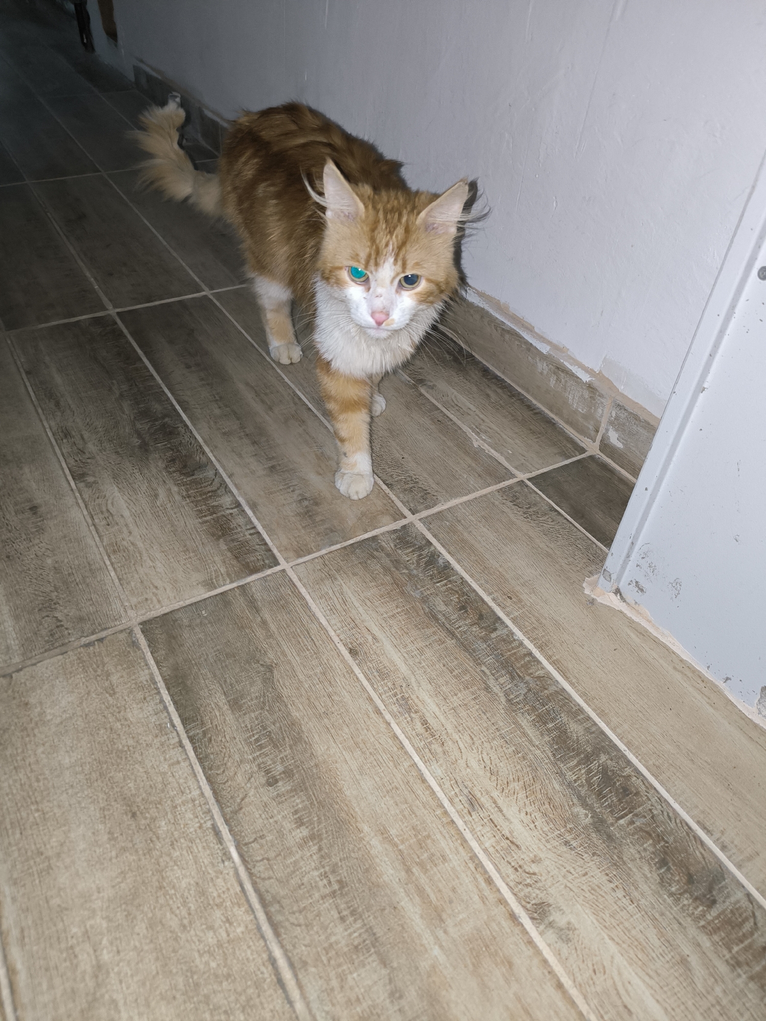 An orange and white cat stands on a tiled floor in a dimly lit hallway. The cat is facing the camera with its head slightly tilted. Its left eye appears bright blue and its right eye is less visible. The cat has fluffy fur and a long tail that curls upwards. The hallway has light-colored, wood-grain-patterned tiles on the floor and white walls. A white door or frame is visible on the right side of the image, and part of a dark object is in the upper left corner. The scene appears to be indoors, possibly in a residential building or an alleyway. There is no indication of the cat's location in Sochi, Russia.