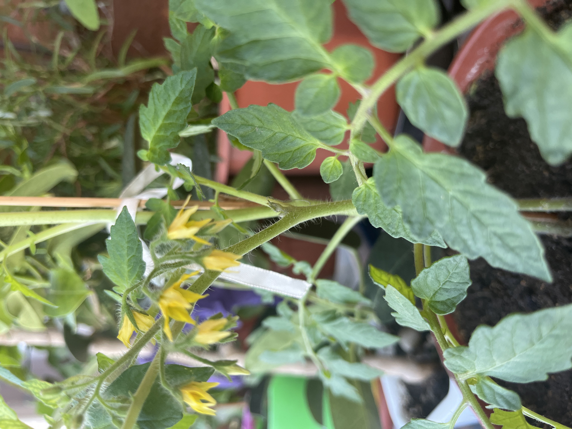 The image shows a close-up of a tomato plant in a pot. The plant has green leaves and yellow flowers. It is supported by a wooden stake and a white ribbon. The background is blurry and includes other plants and pots. It is not possible to determine the location of the scene in Shumen, Bulgaria, or any other specific details about the environment or people from this image alone.