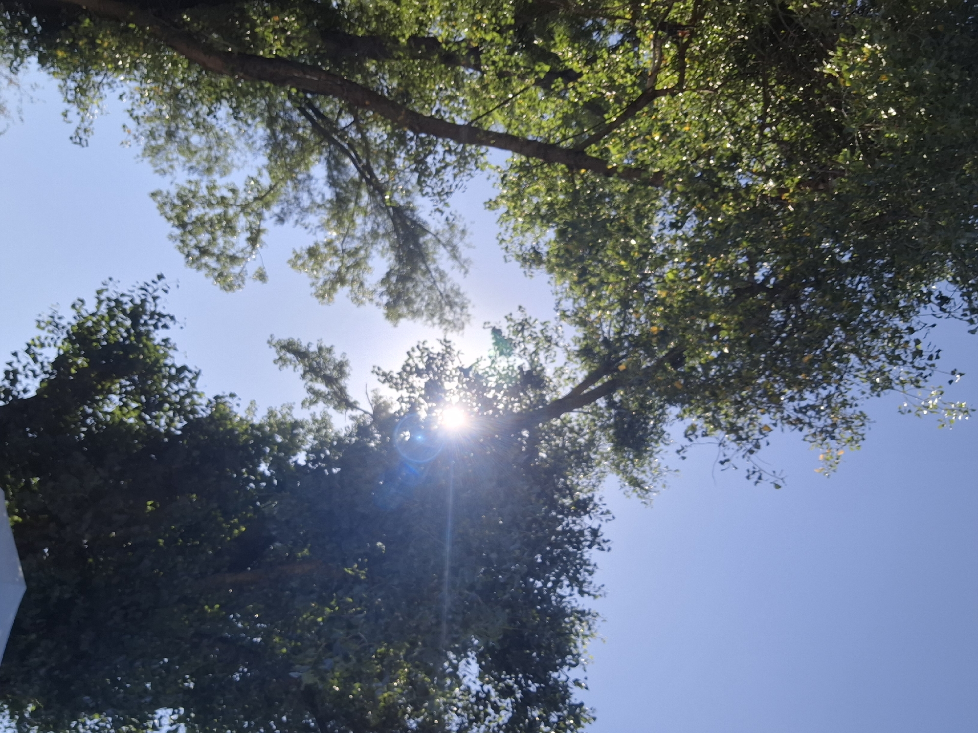 This low-angle outdoor photograph, taken in Dubăsarii Vechi, Moldova, captures the sun shining brightly through the leaves of two trees. The sun, partially obscured by foliage, creates a lens flare effect with visible light rays and a blue flare. The sky is clear and blue, with the dense green leaves of the trees forming a canopy against it. The trunks of the trees are visible, with one on the left side of the frame appearing darker and more defined than the branches and leaves. The other tree, on the right, is more densely leaved and is where the main sunburst originates. The overall impression is of a bright, sunny day.