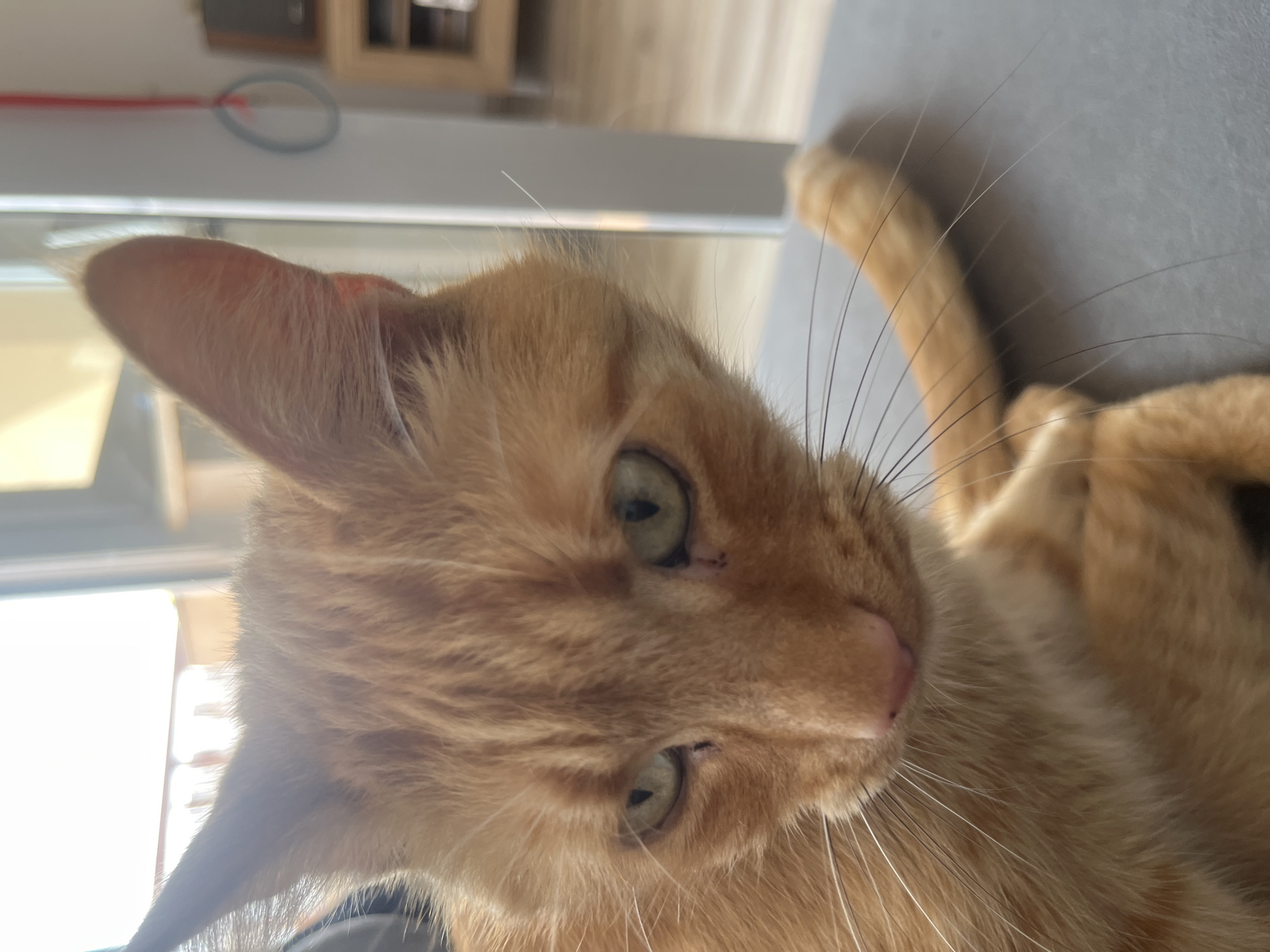 An orange tabby cat with green eyes is looking down and to its left, with its head tilted. The cat's fur is short and appears to be in good condition. Its whiskers are long and spread out. The cat is lying down on a gray surface, possibly a couch or chair. In the background, there is a window with bright sunlight streaming in. Beyond the window, there are some indistinct objects that suggest an indoor environment, possibly a home. There is a hint of a room with furniture and what looks like a shelf with items on it, as well as a red cord hanging from the ceiling. The scene appears to be indoors, in an urban setting, likely a residential area in Zabrze, Poland, given the information provided.