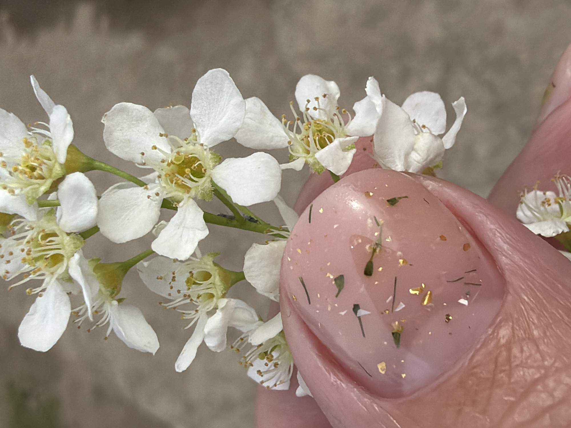 A close-up shot depicts a sprig of white blossoms held in front of a pink fingernail. The flowers are arranged on a thin green branch, with each blossom showcasing delicate white petals and a yellow center. The fingernail is painted a light pink color with embedded gold and green flakes, creating a subtle decorative effect. The background is a muted, neutral tone, which keeps the focus on the blossoms and the fingernail. Based on additional context in the prompt, this image was likely taken in the city of Chaikovsky, Russia.