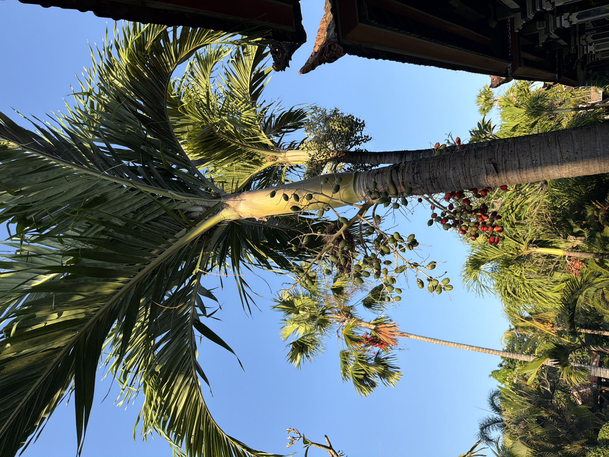 The image captures a close-up view of a tall palm tree laden with clusters of ripe red and green fruit, set against a clear blue sky. The palm's trunk is textured and ribbed, with its fronds reaching upwards and outwards, casting dappled shadows. To the right, a portion of a traditional Indonesian building's roof is visible, characterized by intricate dark brown woodwork and reddish-brown tiles. In the background, more palm trees and lush green foliage create a dense tropical environment. The scene is bathed in bright sunlight, suggesting it was taken during the daytime. This view is likely from a garden or outdoor area within a property in Buleleng, Indonesia, given the architectural style and prevalent tropical flora. There are no people or animals present in the frame.