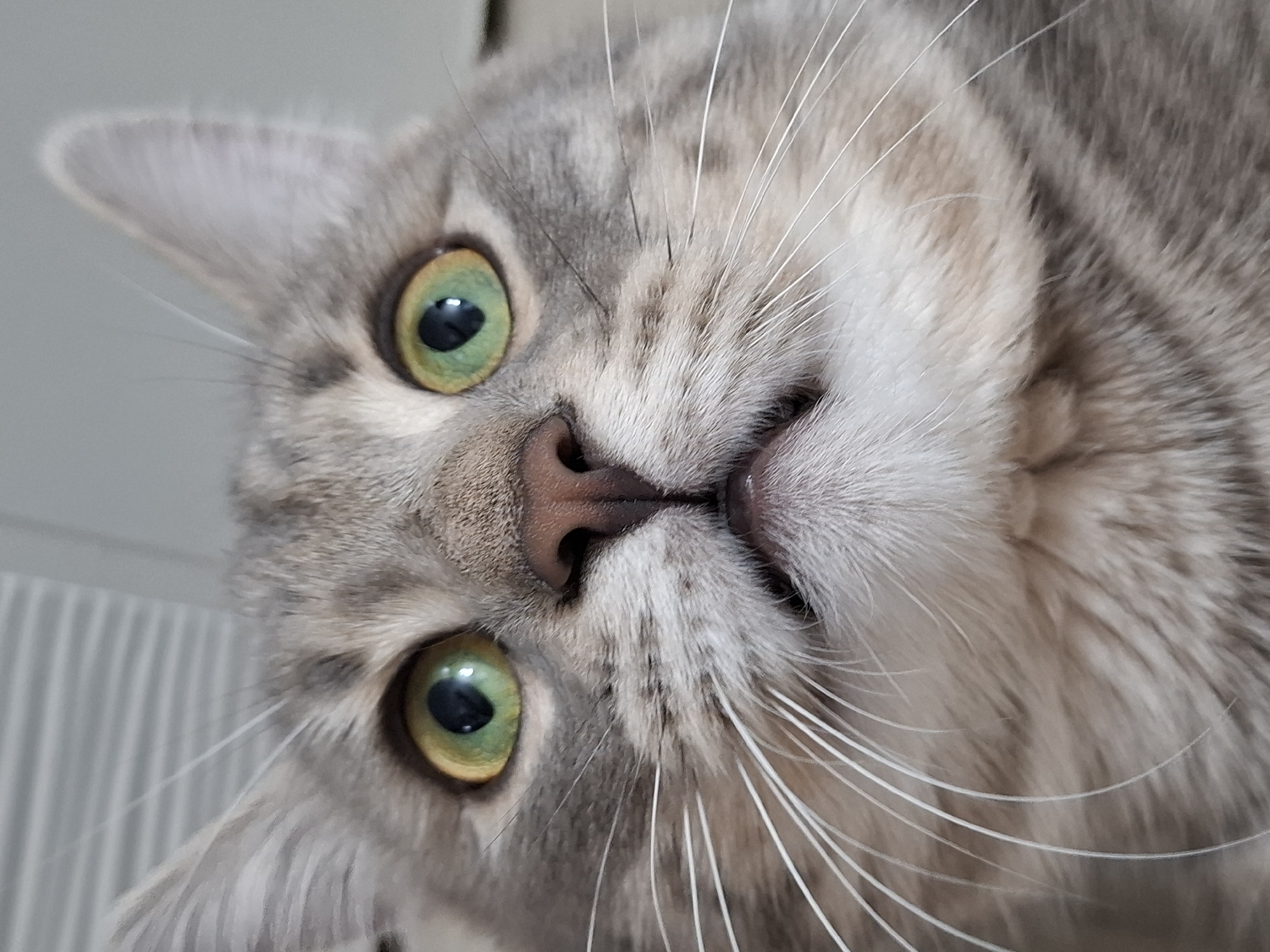 The image is a close-up, slightly tilted portrait of a cat's face, captured from a low angle. The cat has striking, luminous green eyes with black vertical pupils, a soft brown nose, and numerous long white whiskers. Its fur is a blend of grey and cream, showing distinct tabby patterns on its forehead, cheeks, and around its muzzle. The cat's expression appears curious and alert, as it gazes directly into the camera with its head cocked. The background is softly blurred, but on the left side, a white, vertically ridged object, possibly a radiator, suggests an indoor setting. No text is visible in the image. The location context for the image is Novi Sad, Serbia.