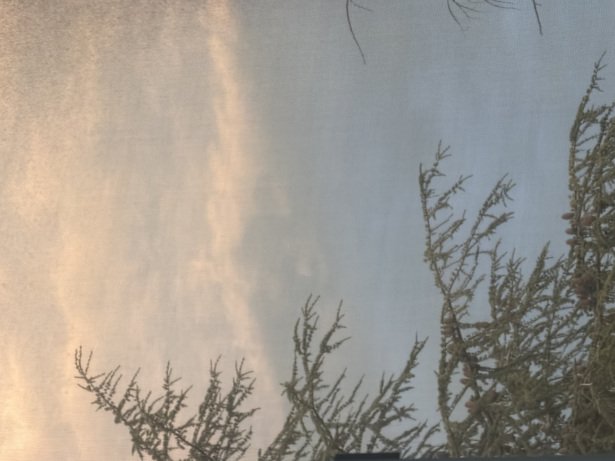 The image presents a view through a window screen, featuring a sky with soft, cloud-like formations, transitioning from a warm, golden hue on the left to a pale blue on the right. Evergreen tree branches with cones are visible at the right, and smaller branches with needle-like foliage are apparent across the bottom. The location may be Varna, Bulgaria, however that cannot be determined solely from the provided image.