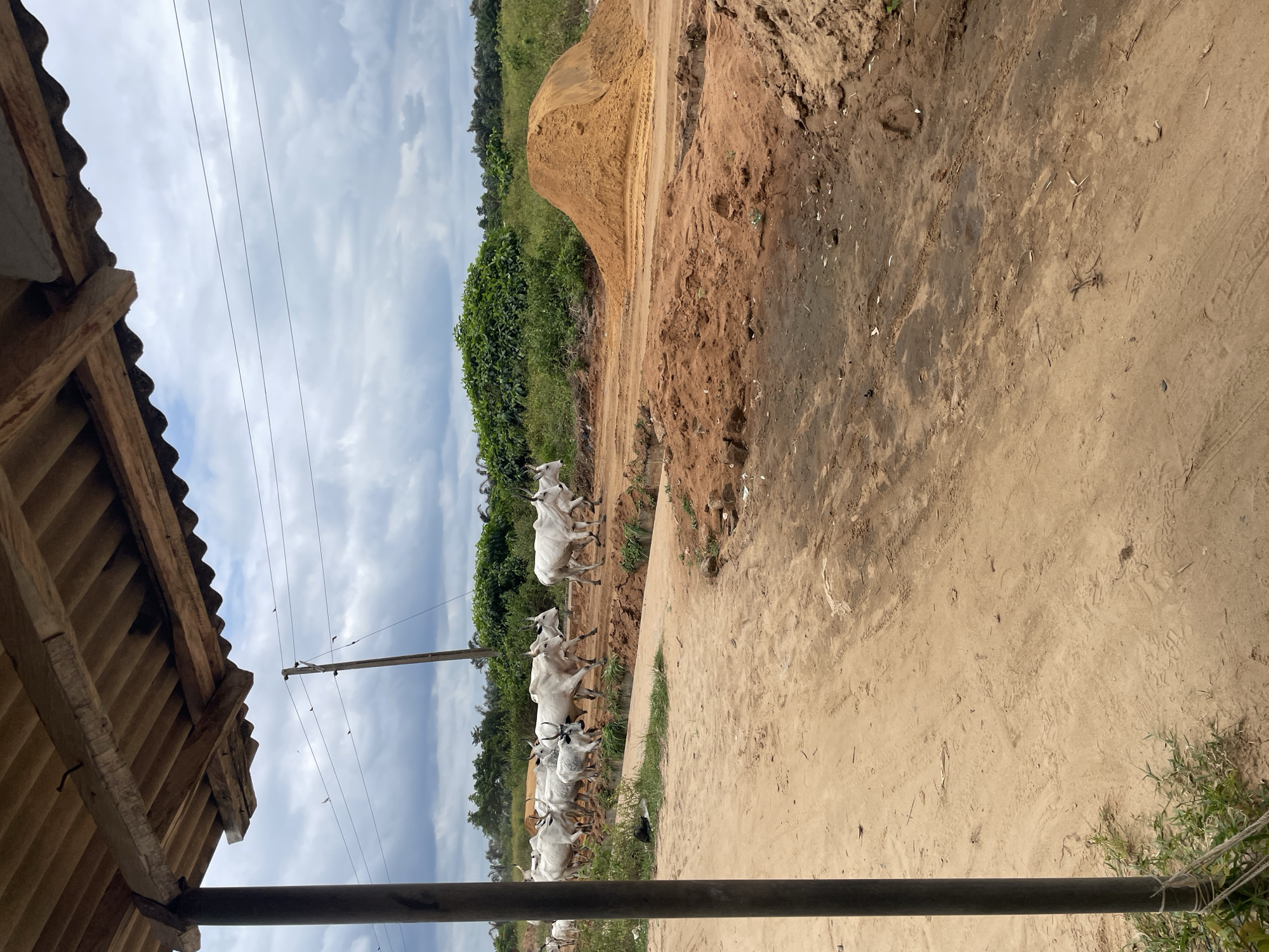 In Iyafin, Nigeria, a herd of white cattle with prominent horns walks along a dusty dirt road. The cattle are moving from left to right in the frame, with some individuals slightly ahead of others. The road appears to be under construction or repair, with mounds of reddish-brown dirt and sand visible on the right side of the image. Green vegetation lines the background, with trees and bushes forming a dense line. Overhead, a cloudy sky suggests an overcast day. In the foreground, a dark pole stands vertically on the left, and a corrugated roof structure extends from the top of the frame, casting a shadow. The scene depicts a rural or semi-rural setting in Nigeria, characterized by the presence of livestock and ongoing earthworks.