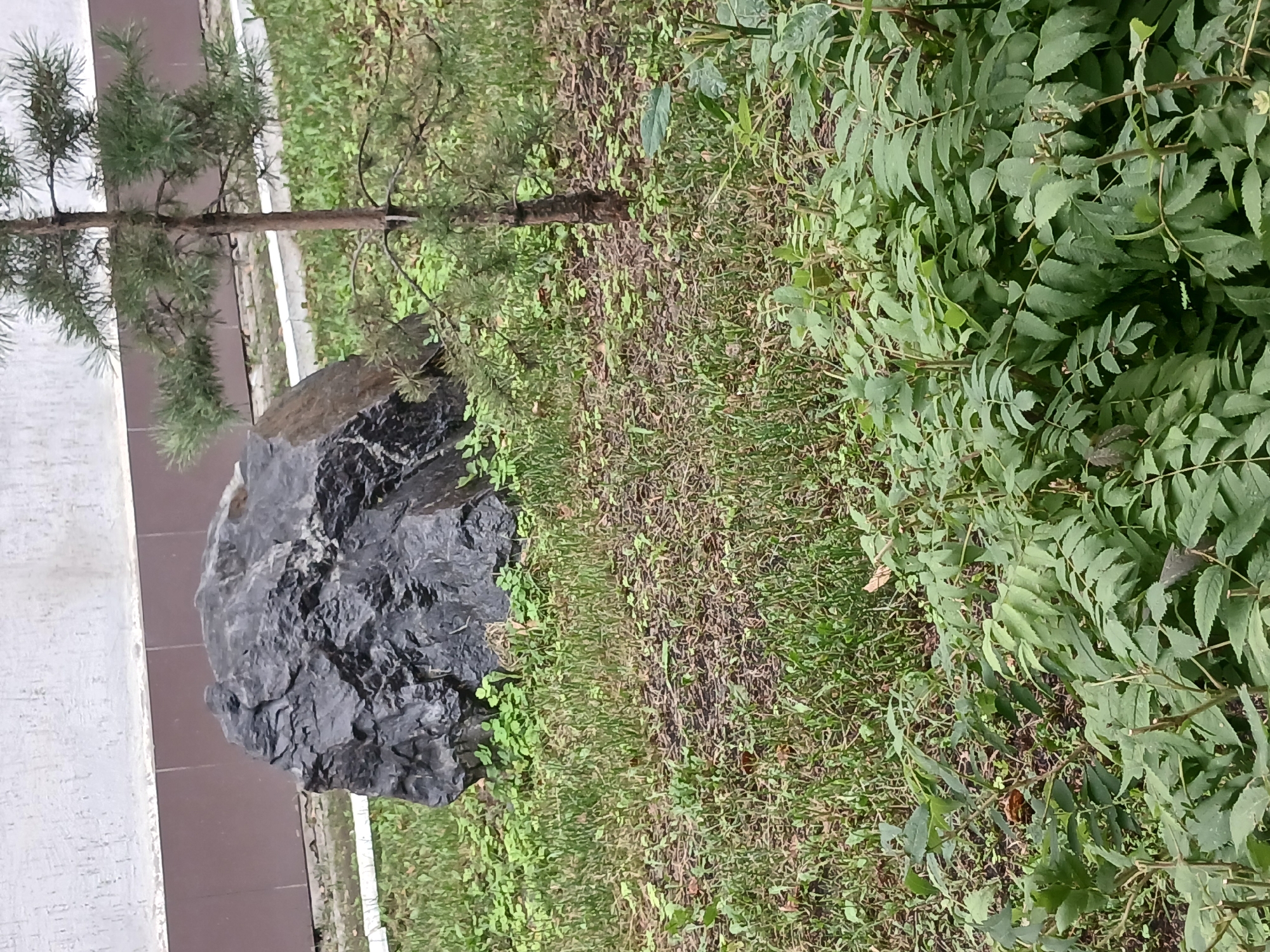 The image depicts an outdoor scene in Shchuchinsk, Kazakhstan, featuring a large, dark grey, irregularly shaped boulder situated on a patch of green grass and dirt. To the right of the boulder, a slender, young pine tree stands with its branches reaching out. The ground is covered in a mix of grass, fallen leaves, and small green plants. In the background, a portion of a building is visible, with a textured white wall above a brown tiled section. The overall environment appears to be a landscaped area within the city. There are no people or animals present in the image.